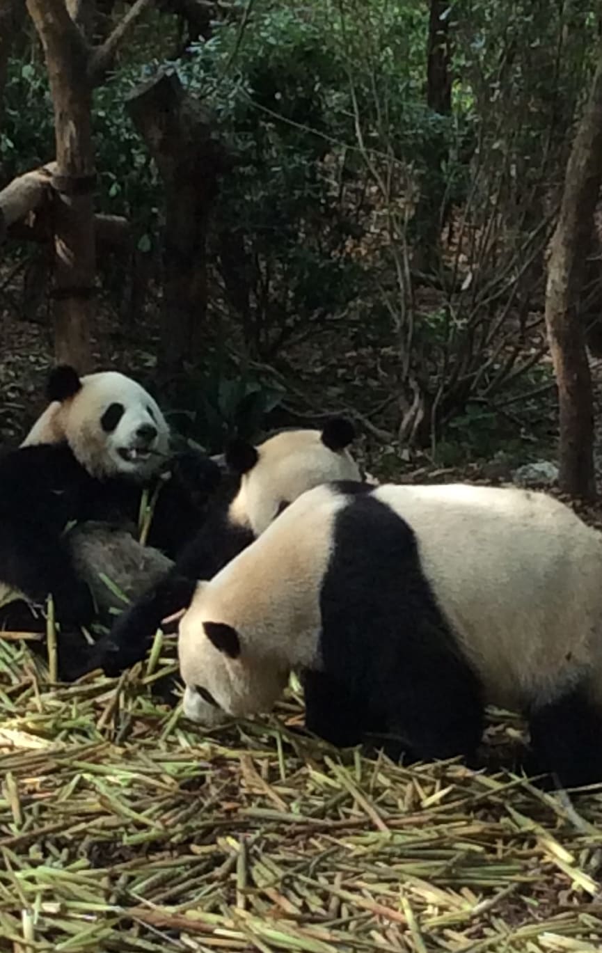 img_pandas_chengdu_research_base_giant_panda_breeding