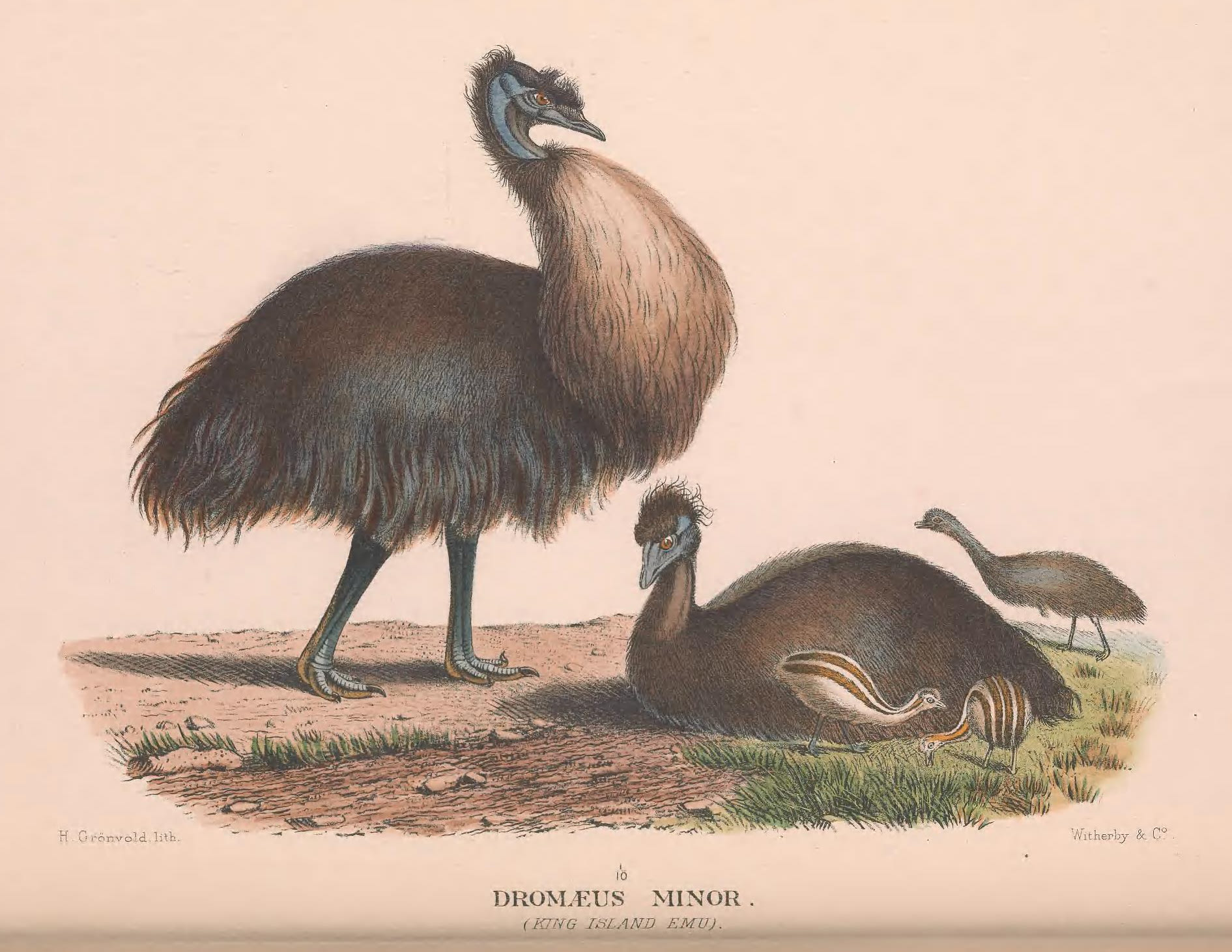 img_king_island_emu