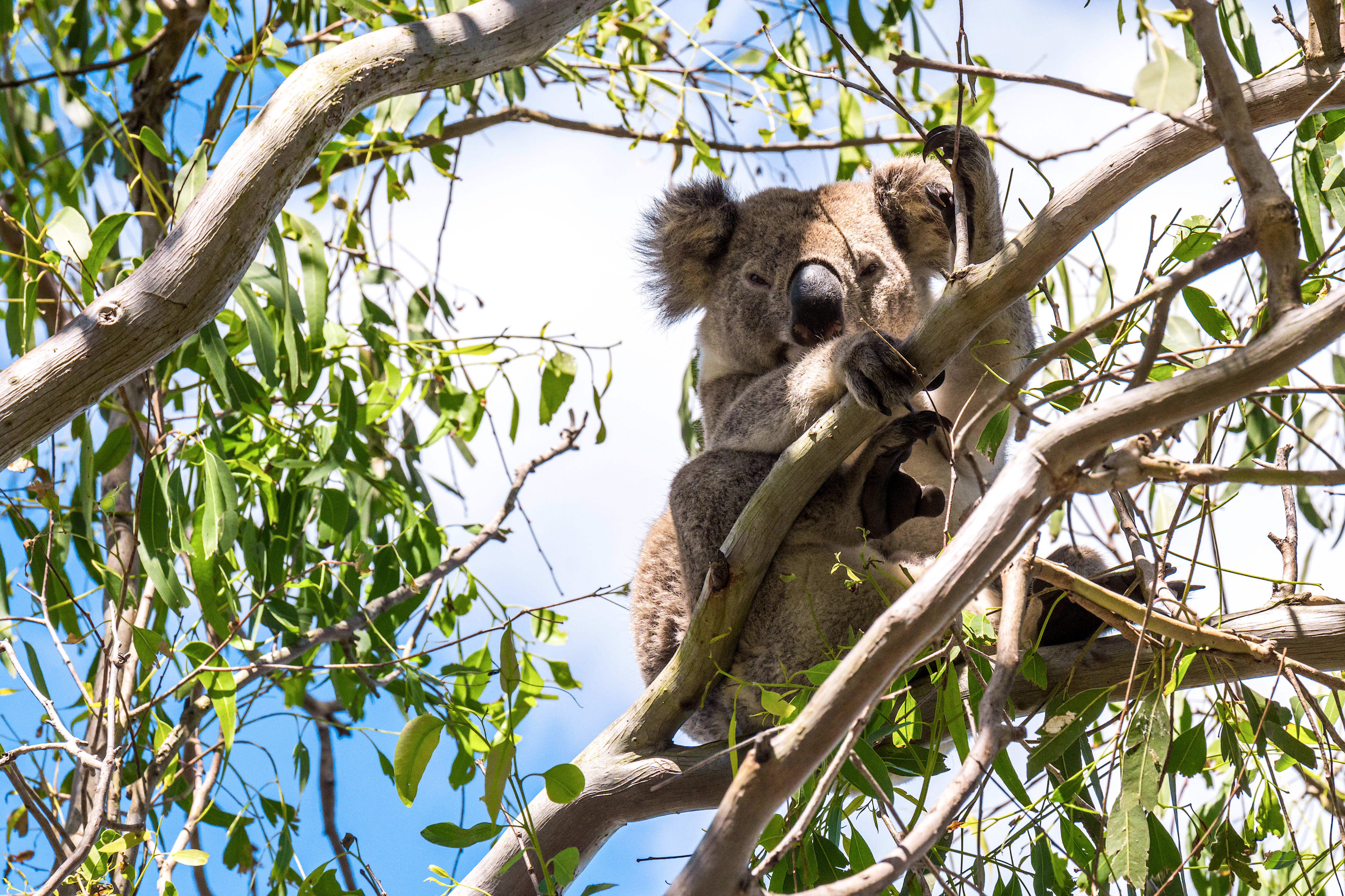 img_koala_in_tree_tatham_road