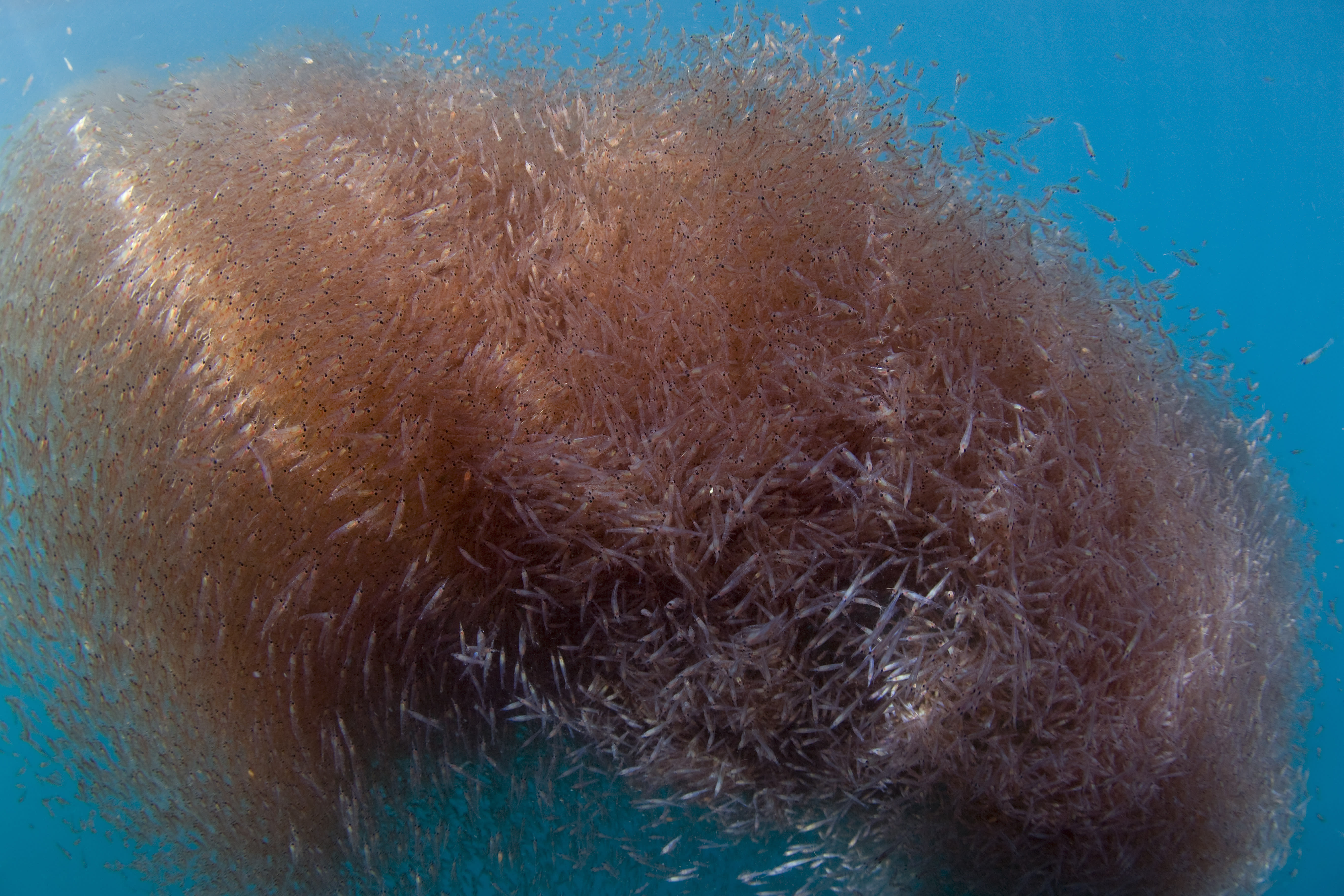 Krill (Thysanoessa spinifera), Nine-mile Bank, San Diego, California, USA