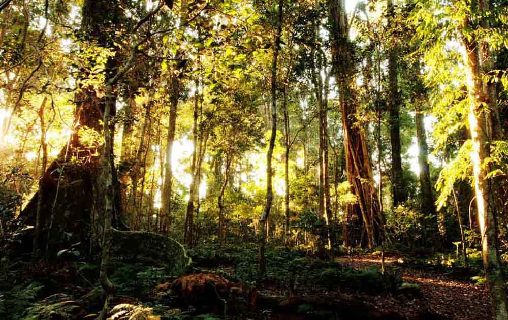 Lamington National Park= Queensland.