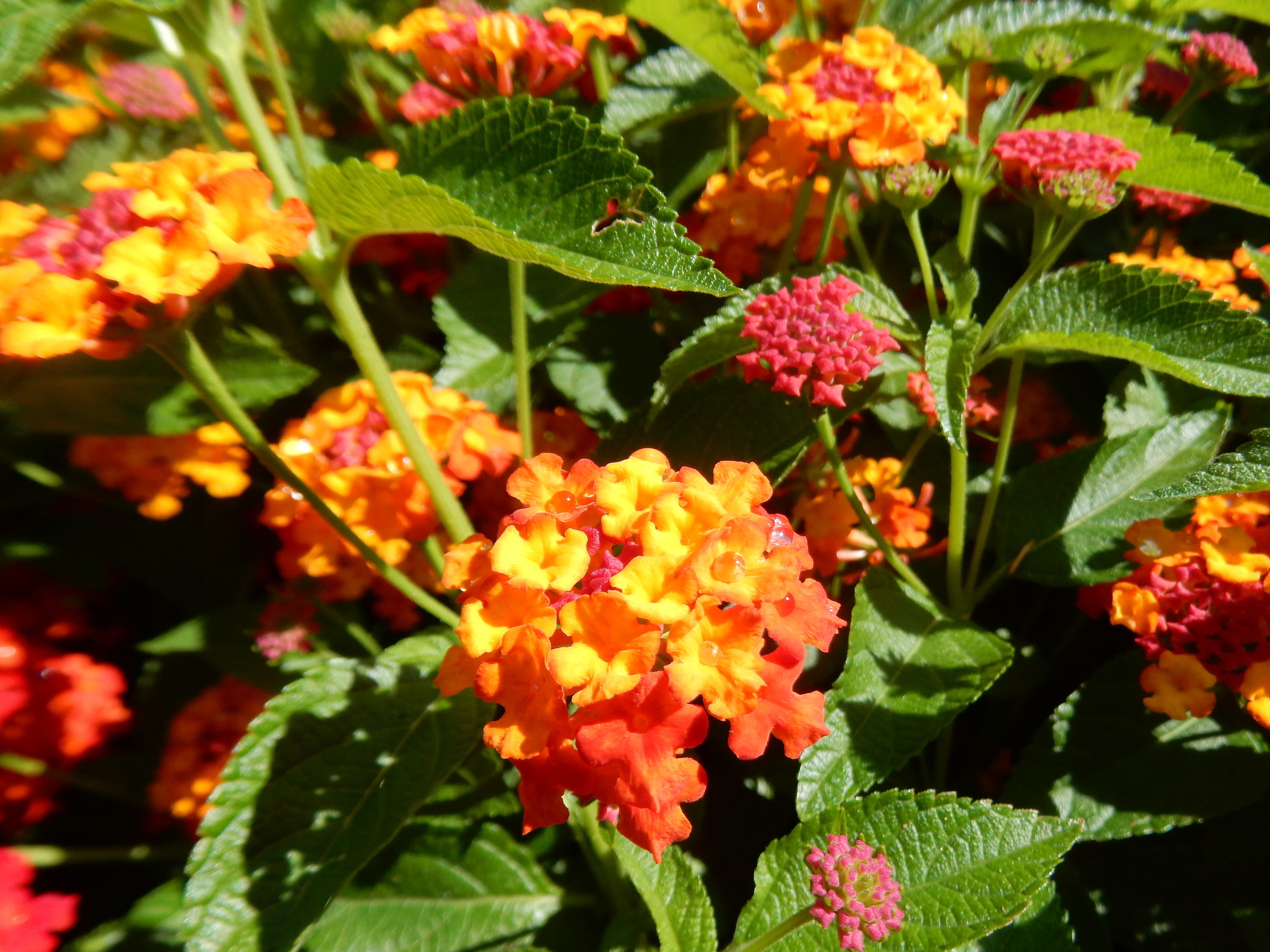 Lantana camara cultivar 'Luscious Citrus Blend'. (Wikicommons)