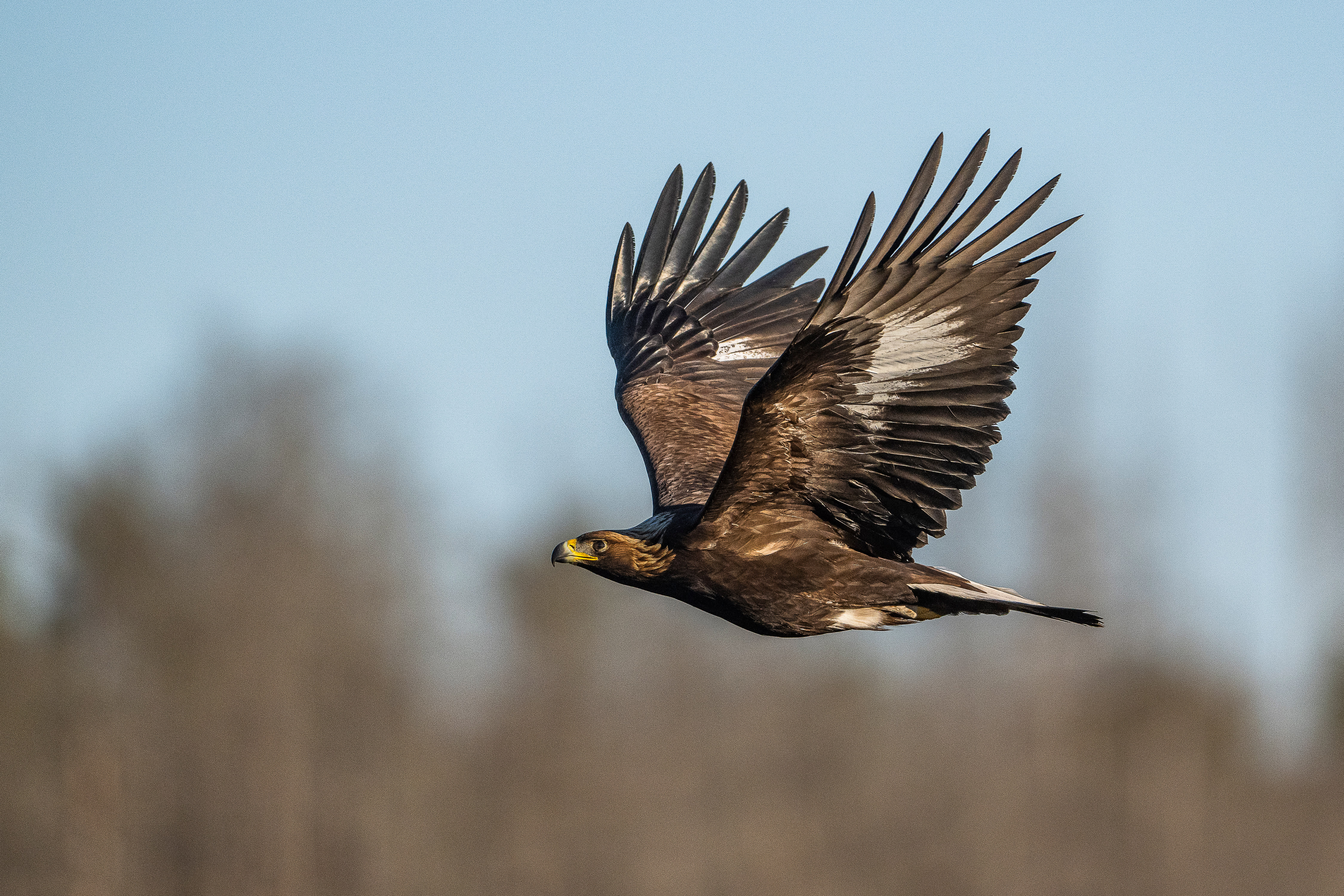 Golden eagle in flight