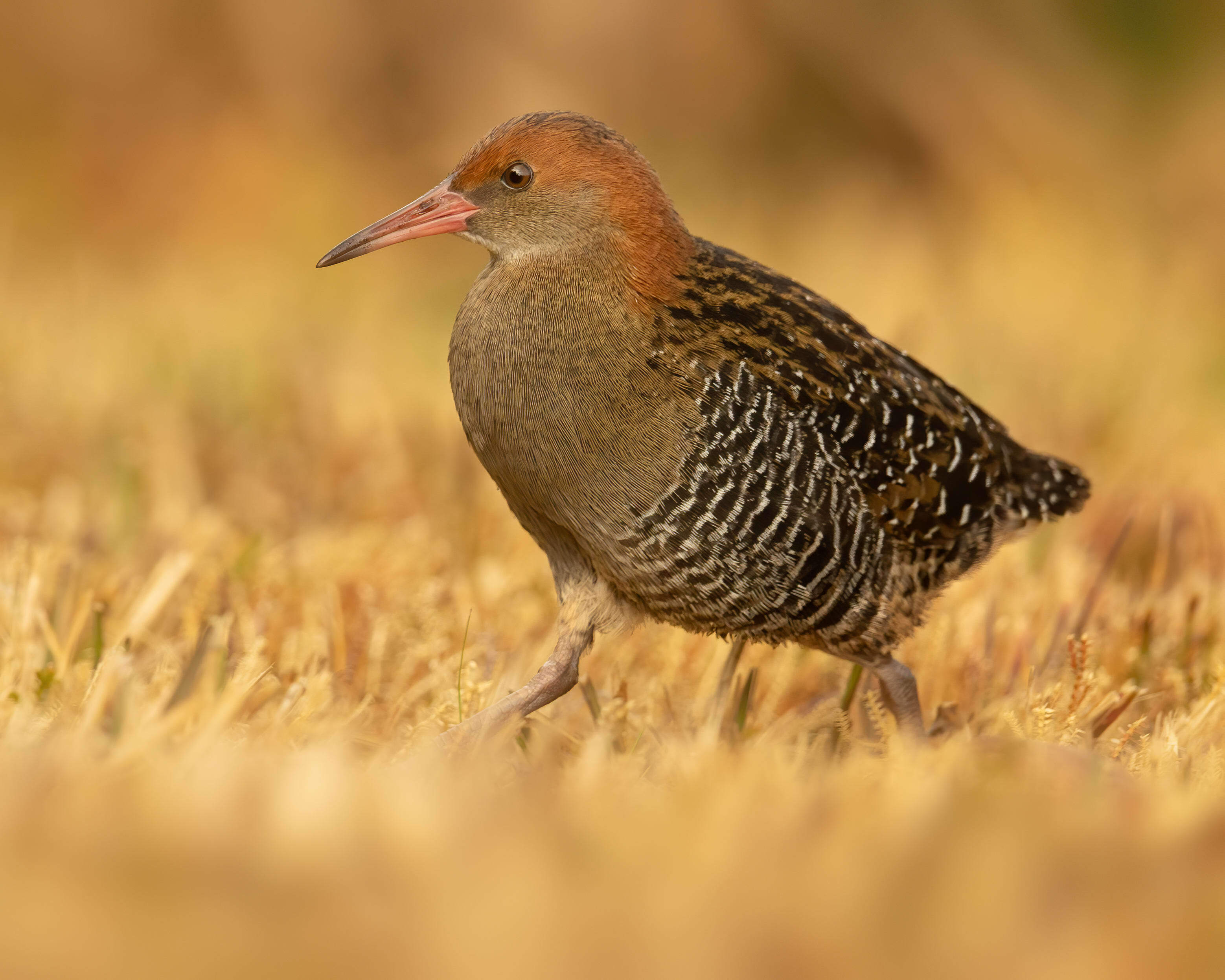 Lewin's Rail (Wikicommons)
