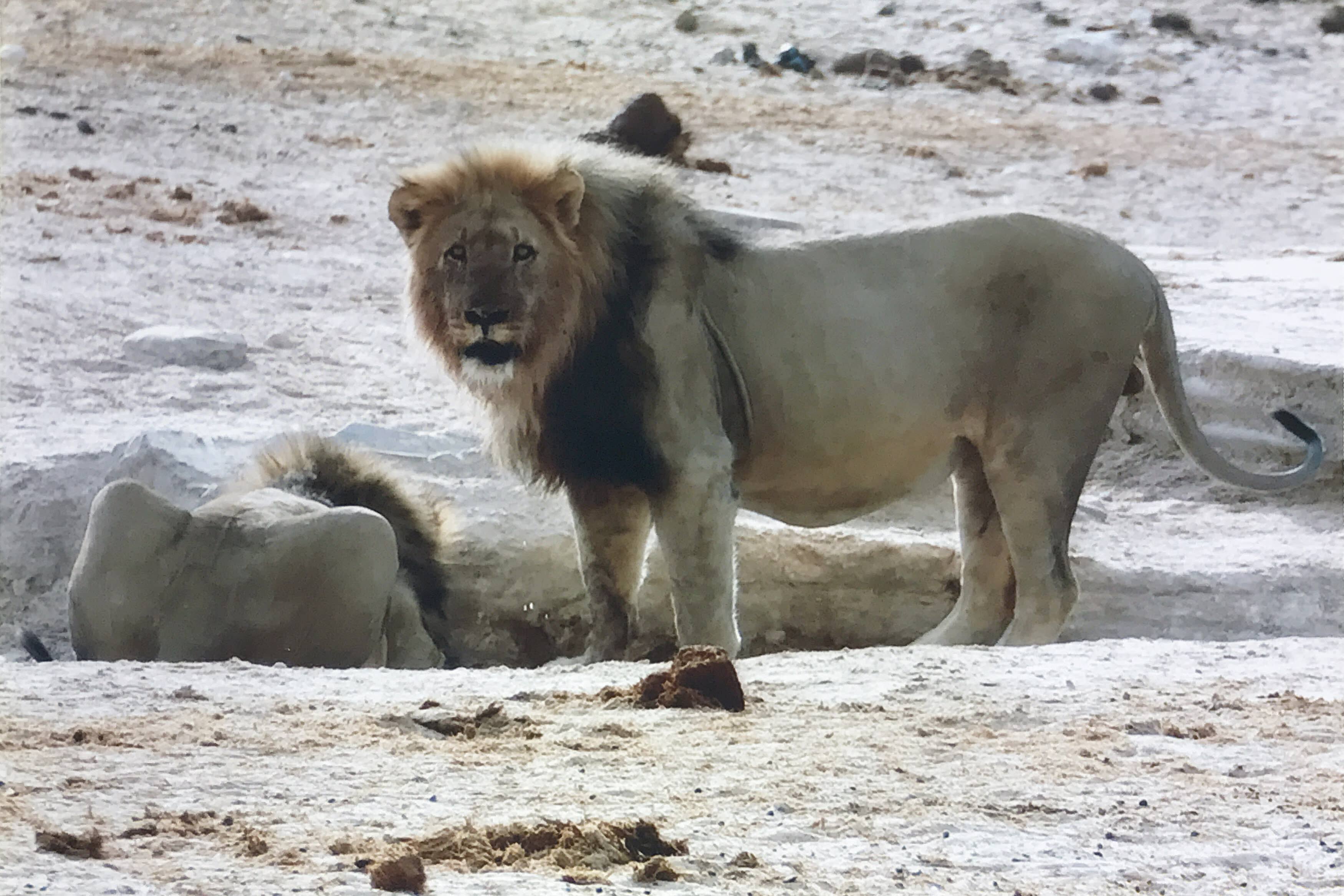 A lion walking through the camp