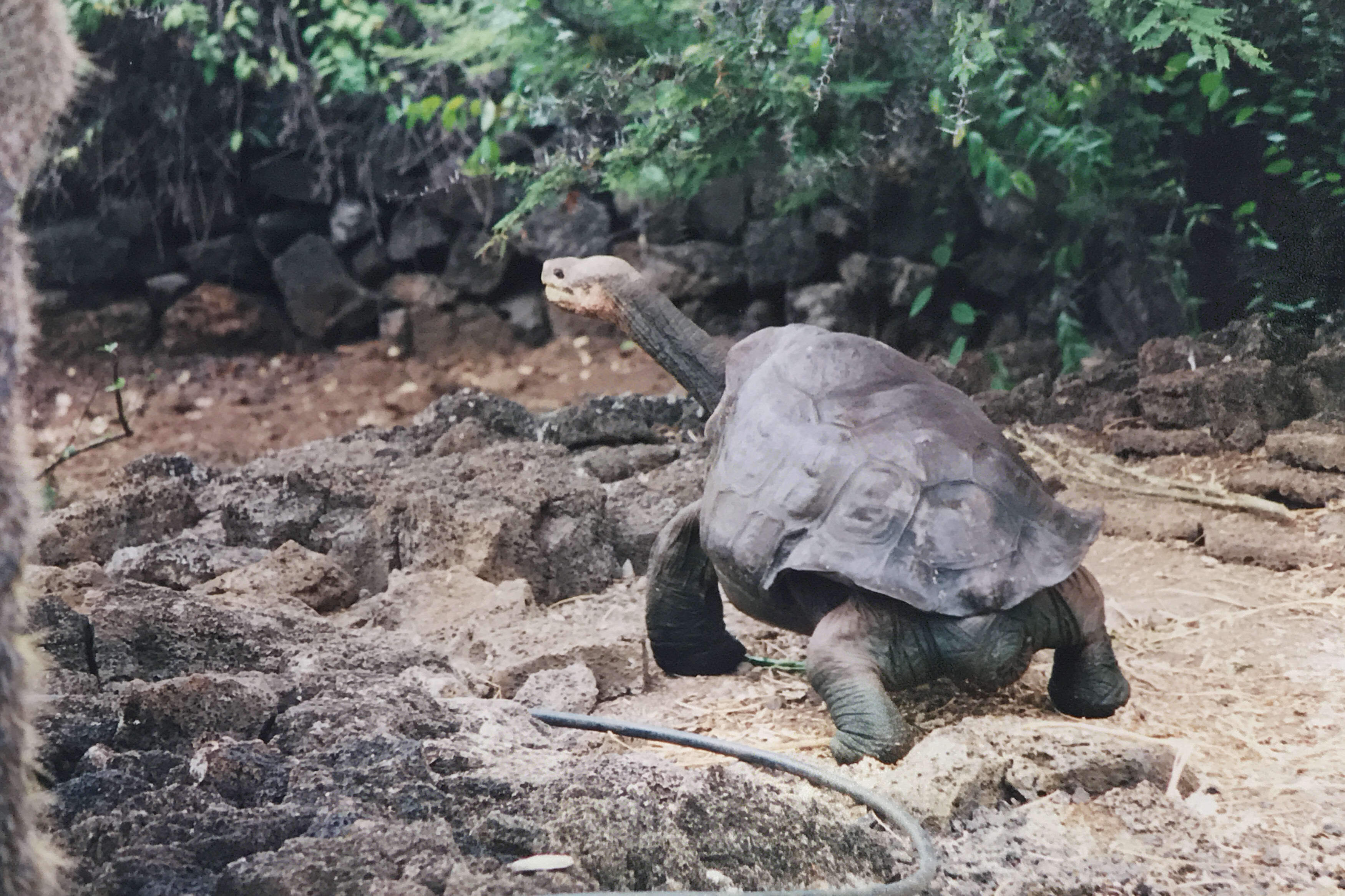 Jackie_tortoise