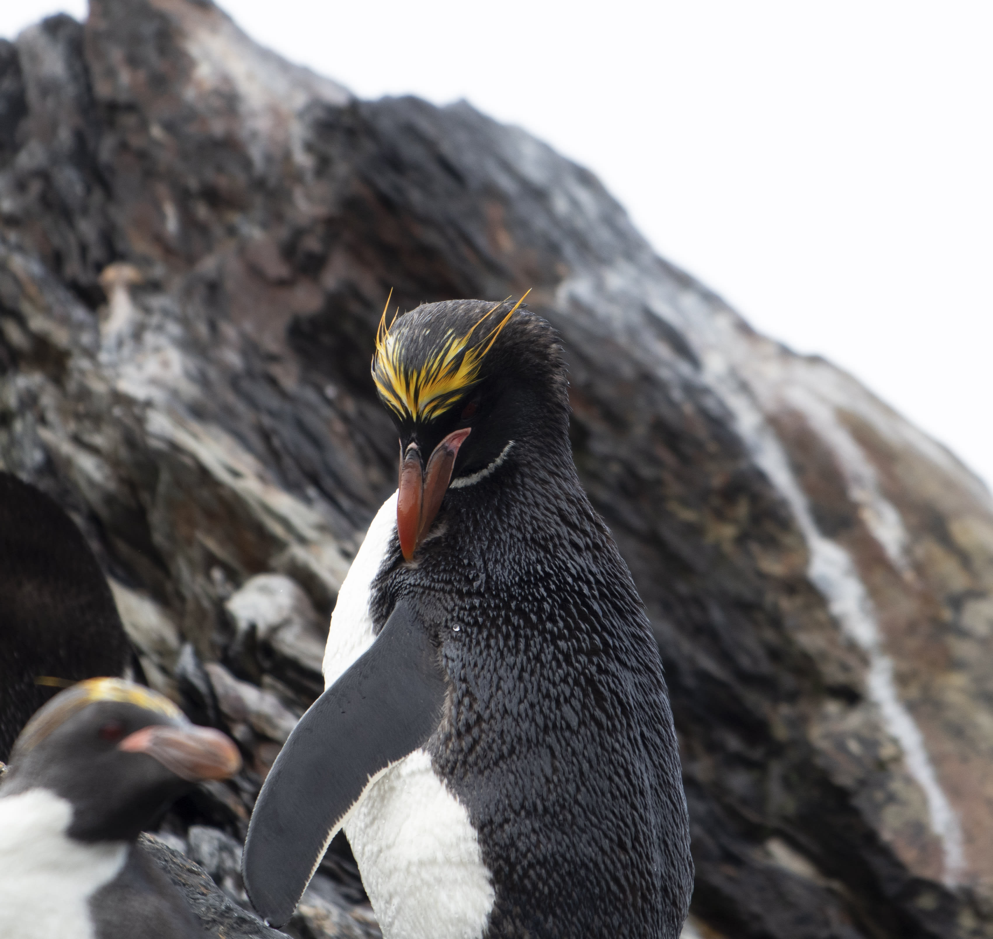 Macaroni Penguin in South Georgia