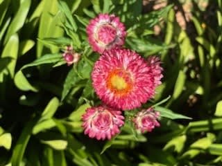 flower_1
