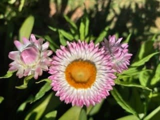 flower_2