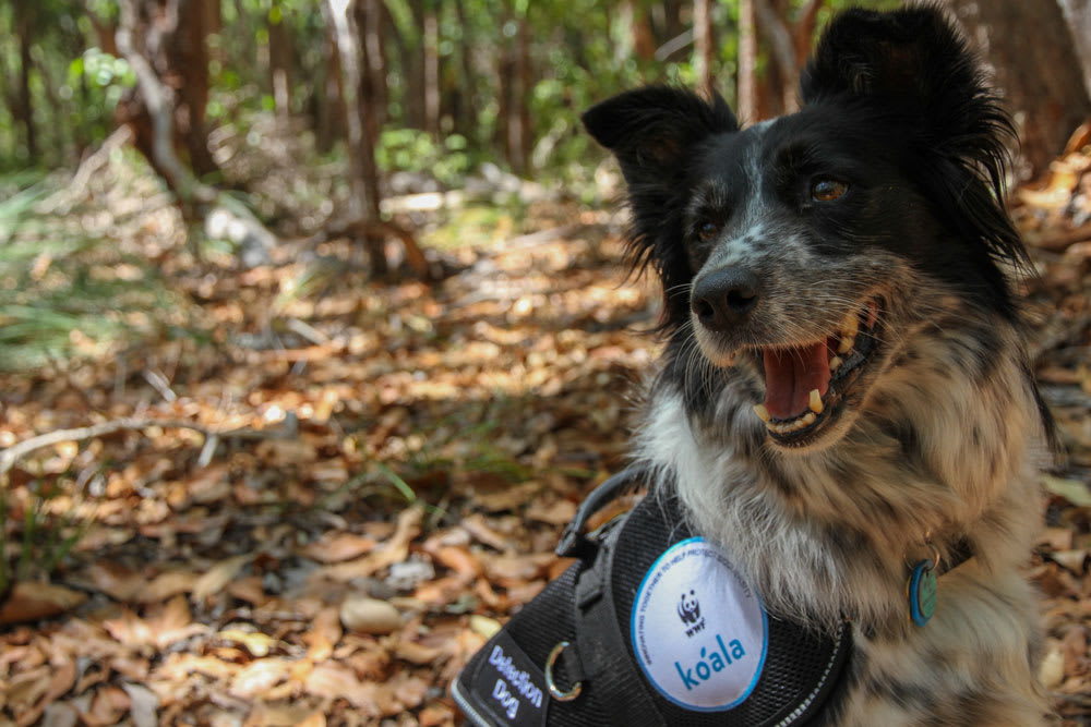 Maya, the koala detection dog