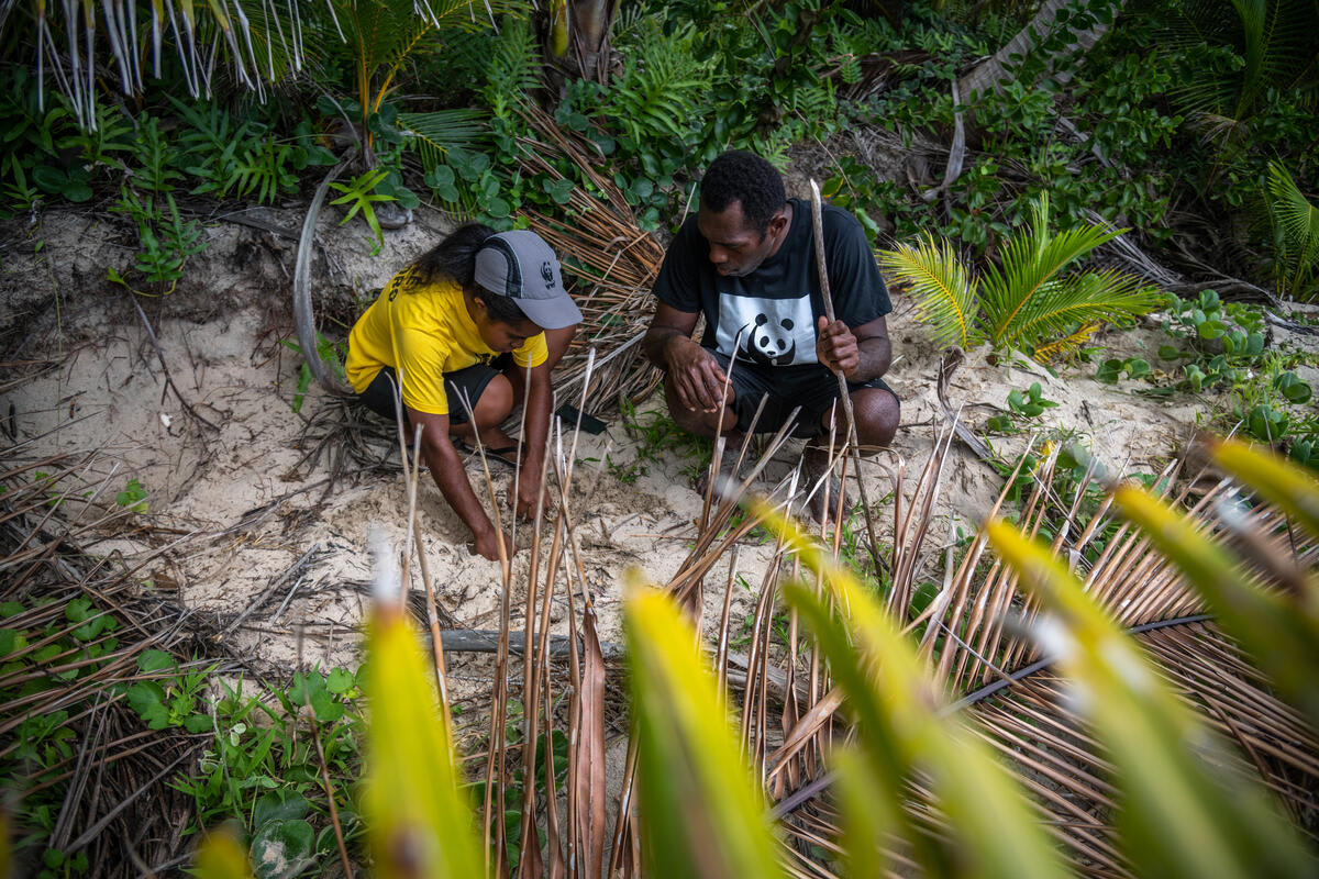 Ratu Viliame Tuinavadra (right) and WWF turtle monitor Lynn Vuli inspect a turtle nest on Daveta Beach on Vanuakula Island near Kadavu, Fiji.