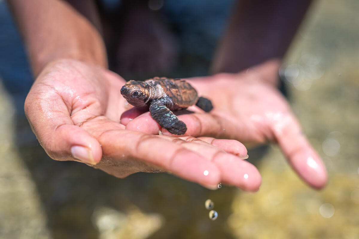 A hawksbill turtle (Eretmochelys imbricata) hatchling about to be released into the Pacific Ocean after hatching on Nukuvadra Island, north of Vanua Levu, Fiji.