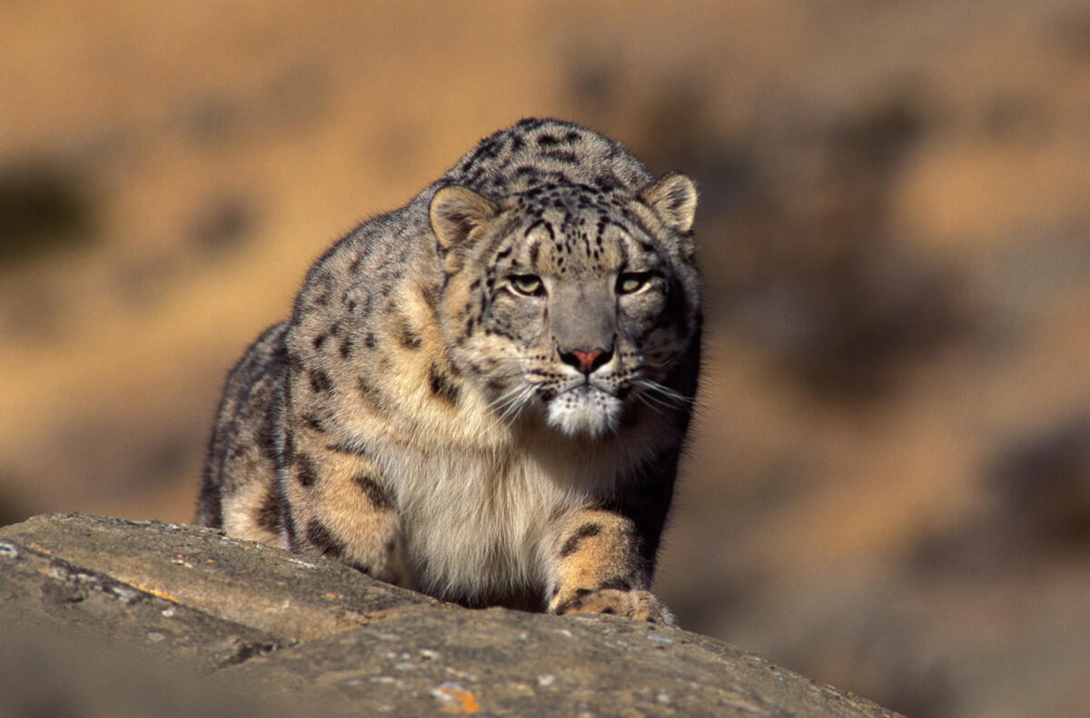 Snow leopard. Wild {Panthera uncia} Ladakh, India