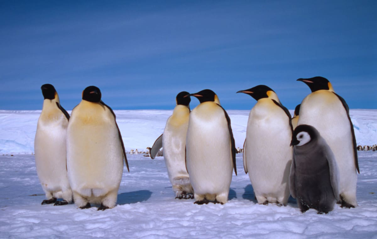 Aptenodytes forsteri Emperor penguin Group of adults with chick Dawson-Lambton Glacier, Antarctica