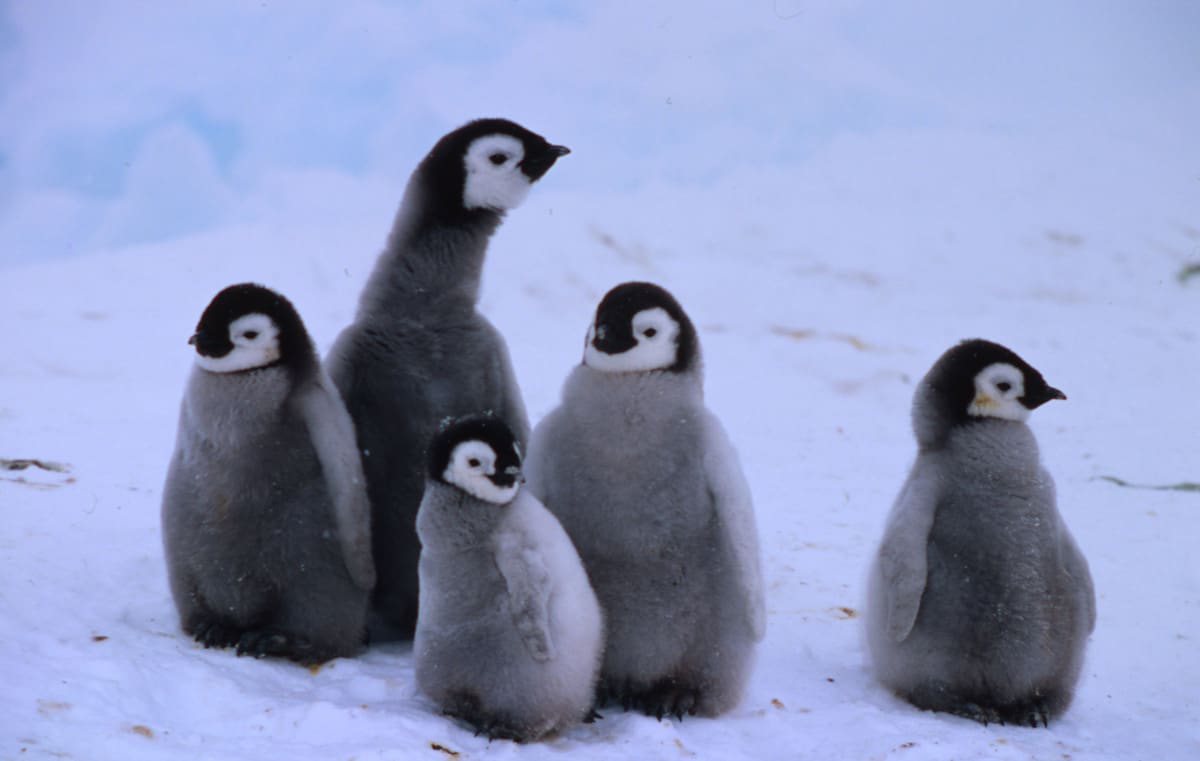 Aptenodytes forsteri Emperor penguin Chicks Dawson-Lambton Glacier, Antarctica