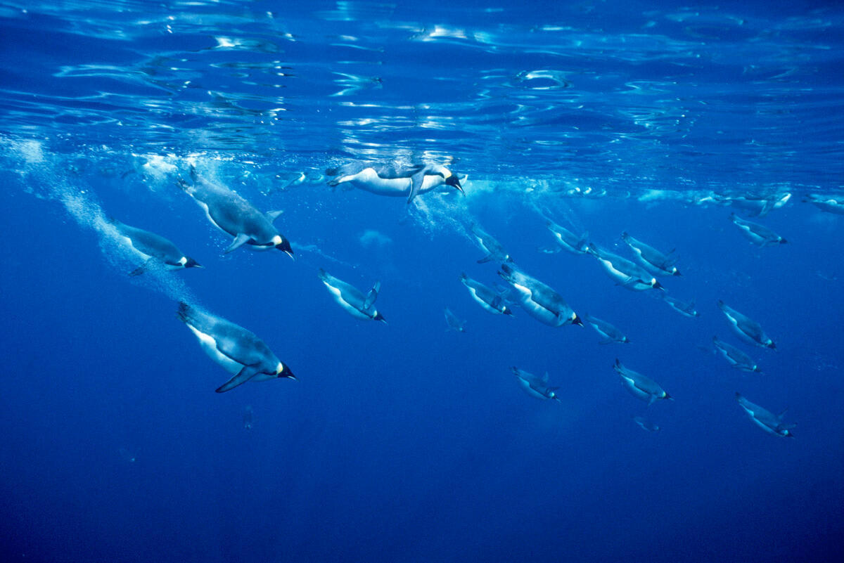 Emperor penguins diving (Aptenodytes forsteri) Antarctica.