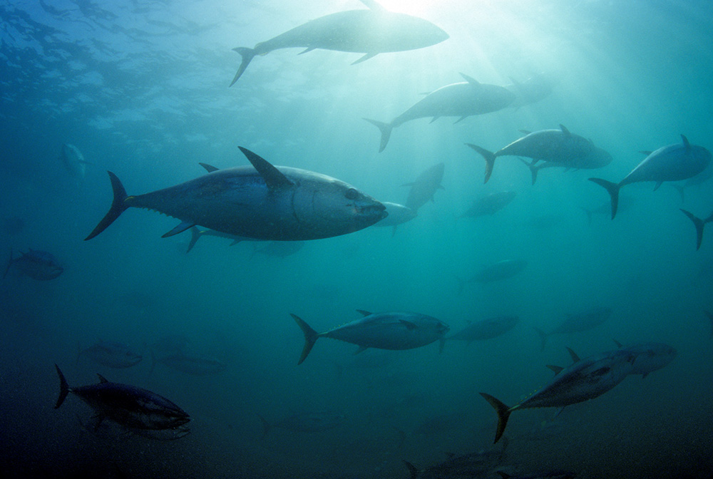 Southern bluefin tuna circling in holding pen