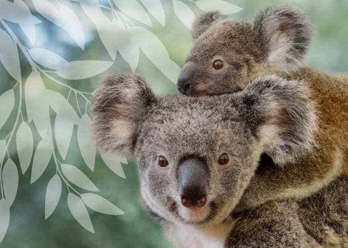 Help Save Koalas from Extinction