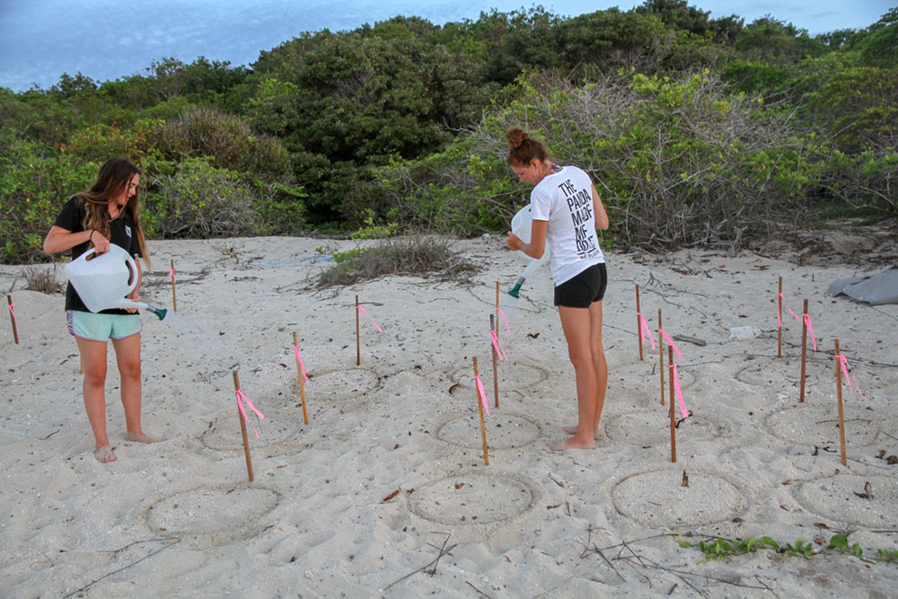 Irrigation of turtle nests with seawater