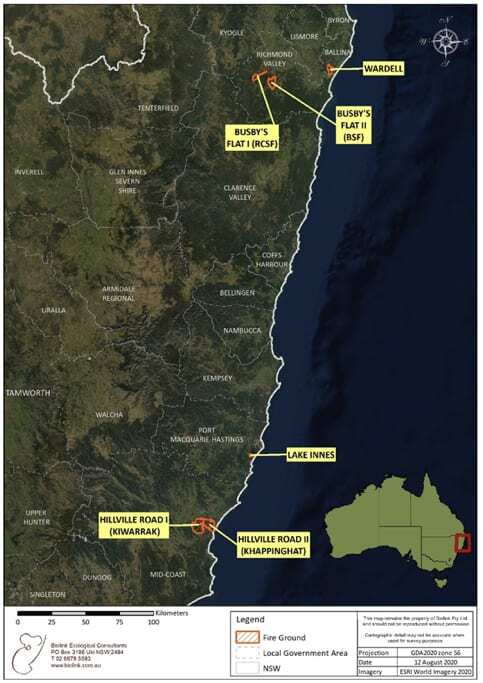 New WWF report: koalas suffer 71% decline across fire grounds