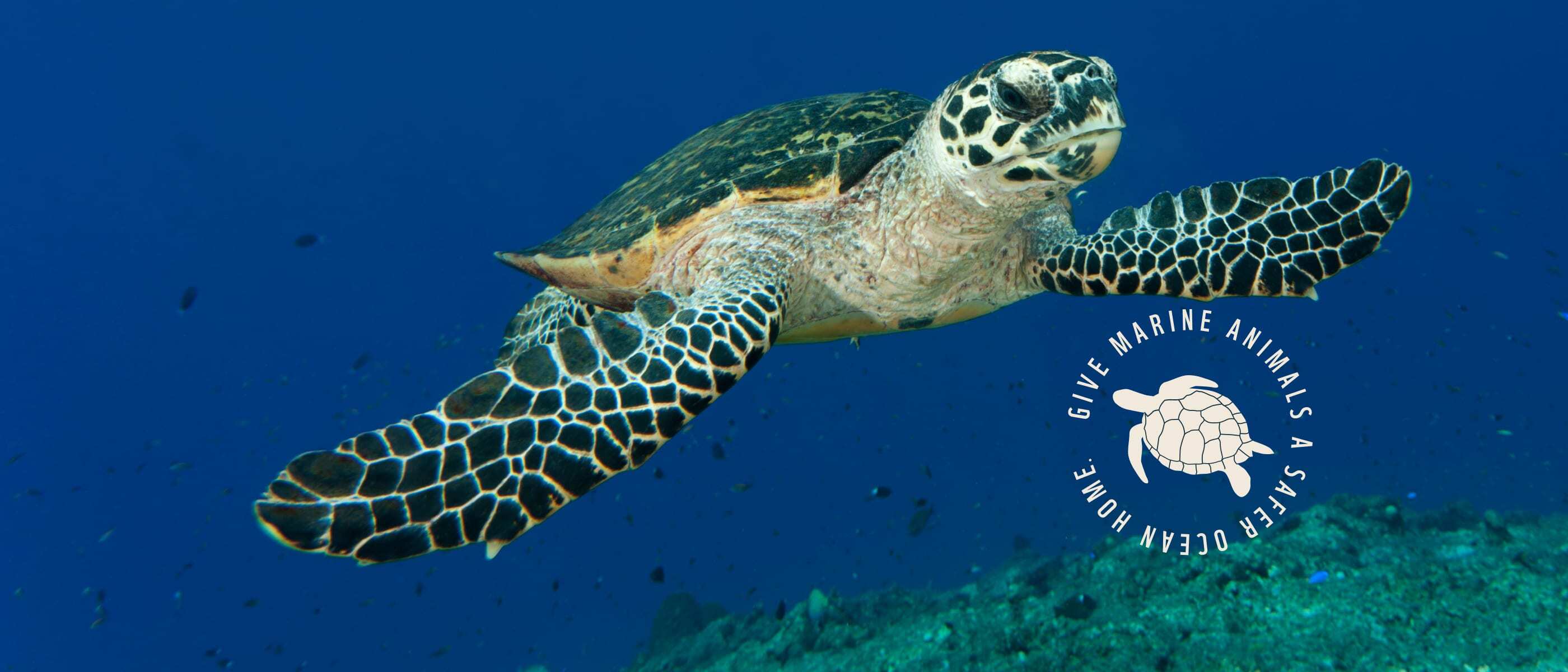 image shows a green sea turtle swimming through a blue ocean and reef system. The turtle is swimming towards the camera and a text overlay reads, "Give Marine Animals A Safer Ocean Home."