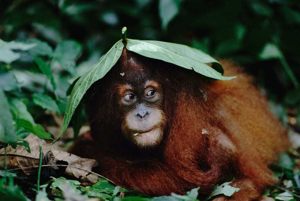 Orangutan hides under leaf (1000px)
