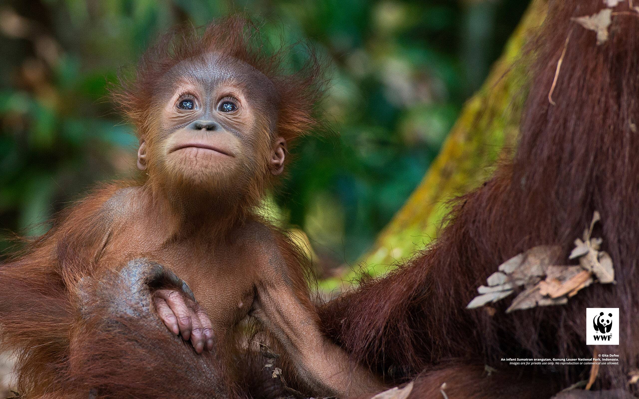 Orangutan