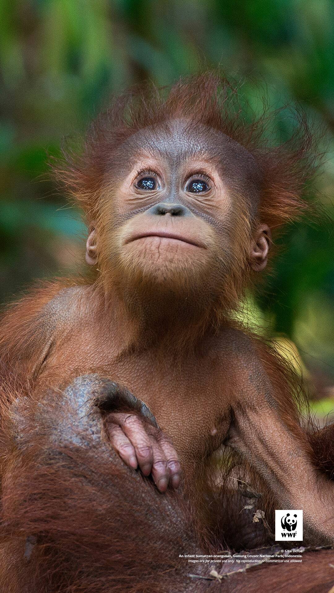 Orangutan