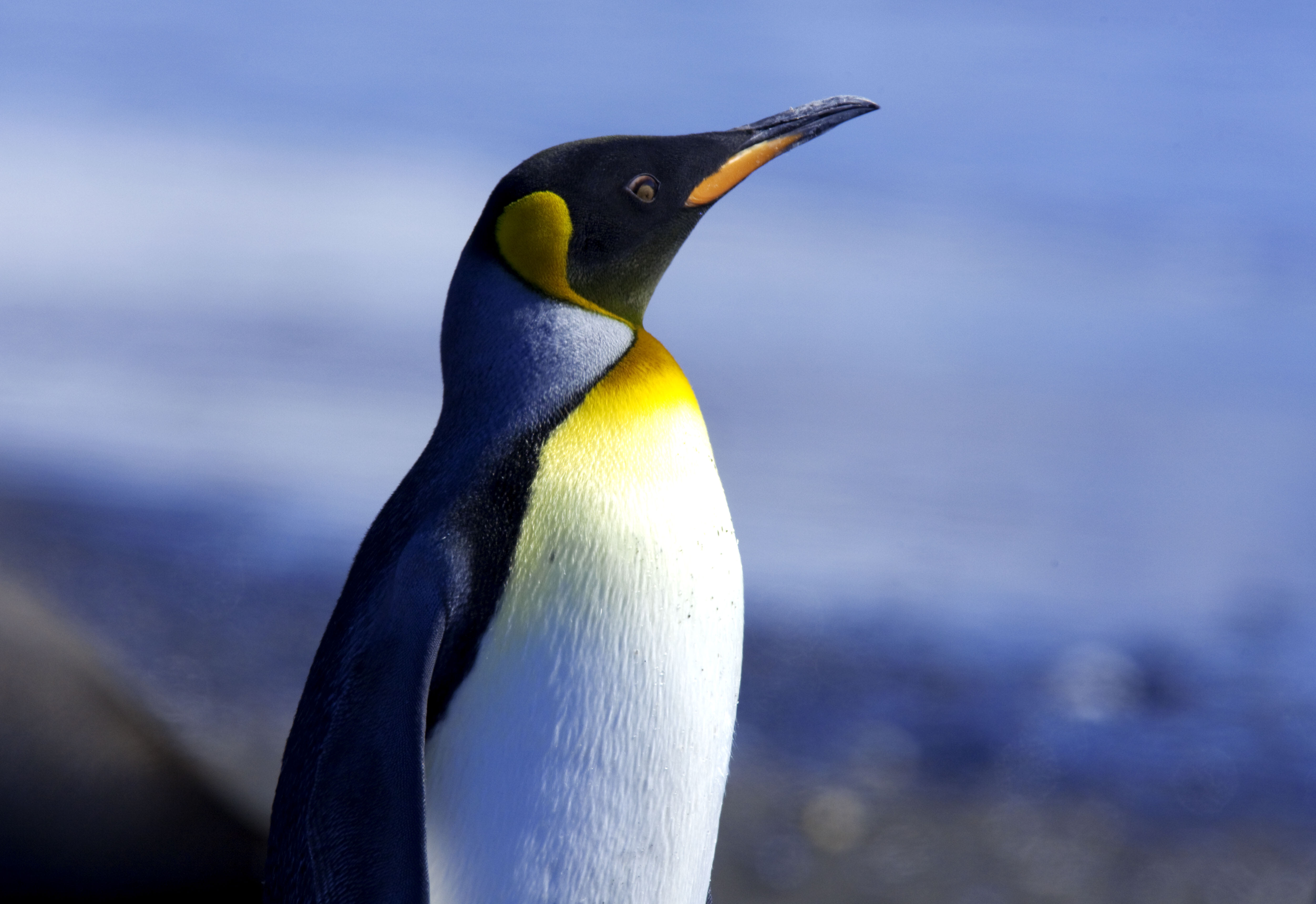 King penguin, Antarctica