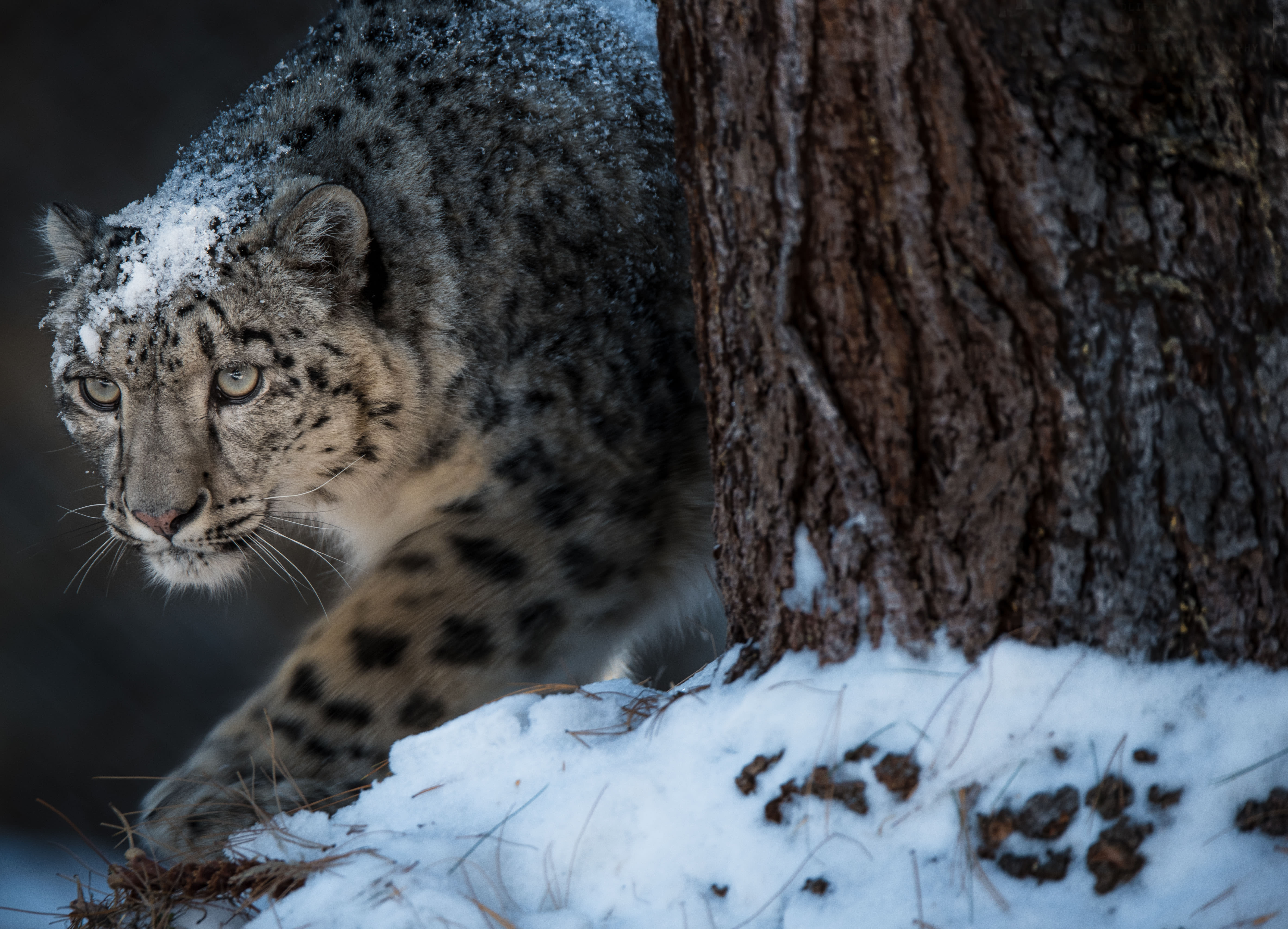 Snow leopard walks around tree