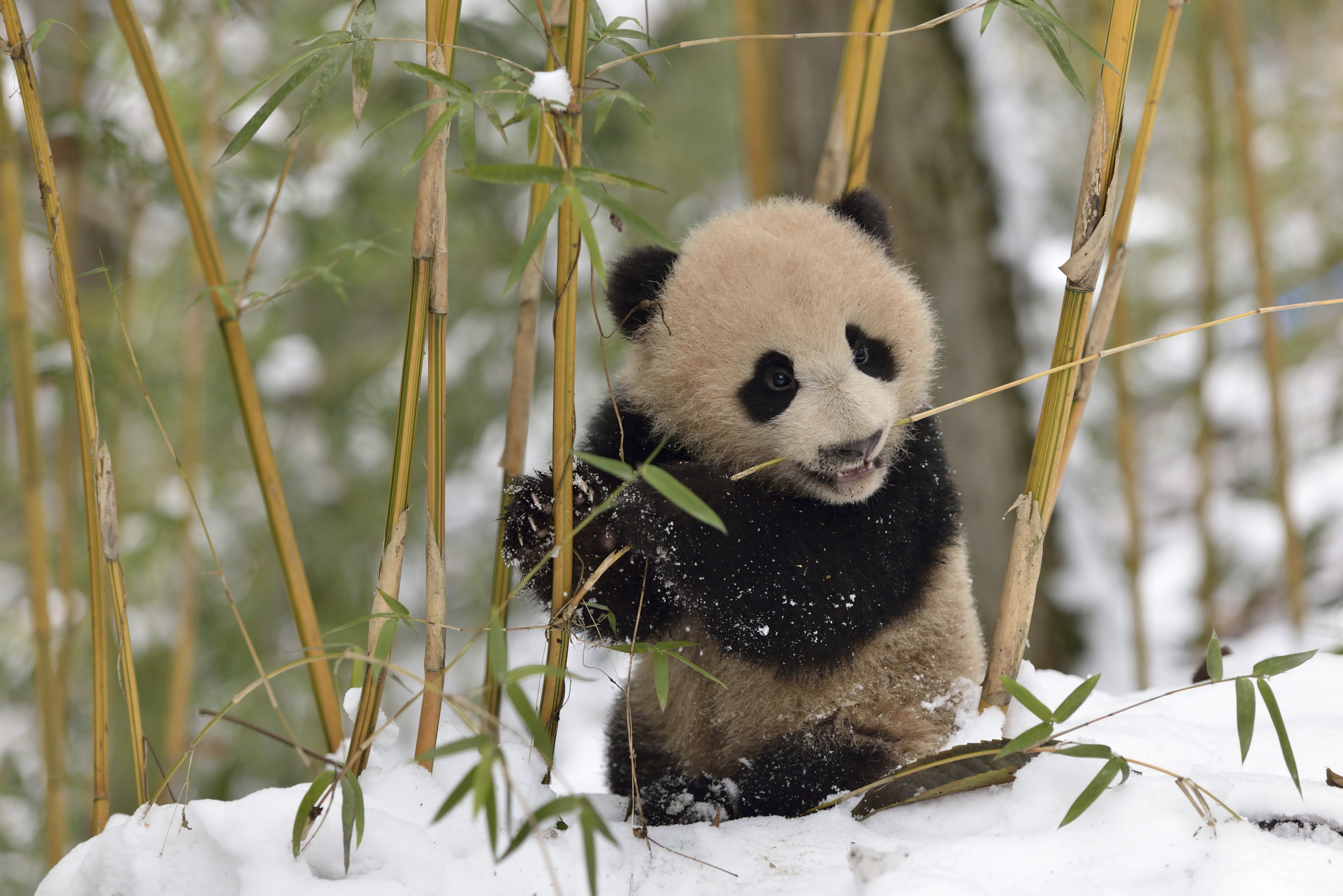Giant panda (Ailuropoda melanoleuca) cub in snow among bamboo, Sichuan Giant Panda Centre, Sichuan, China.