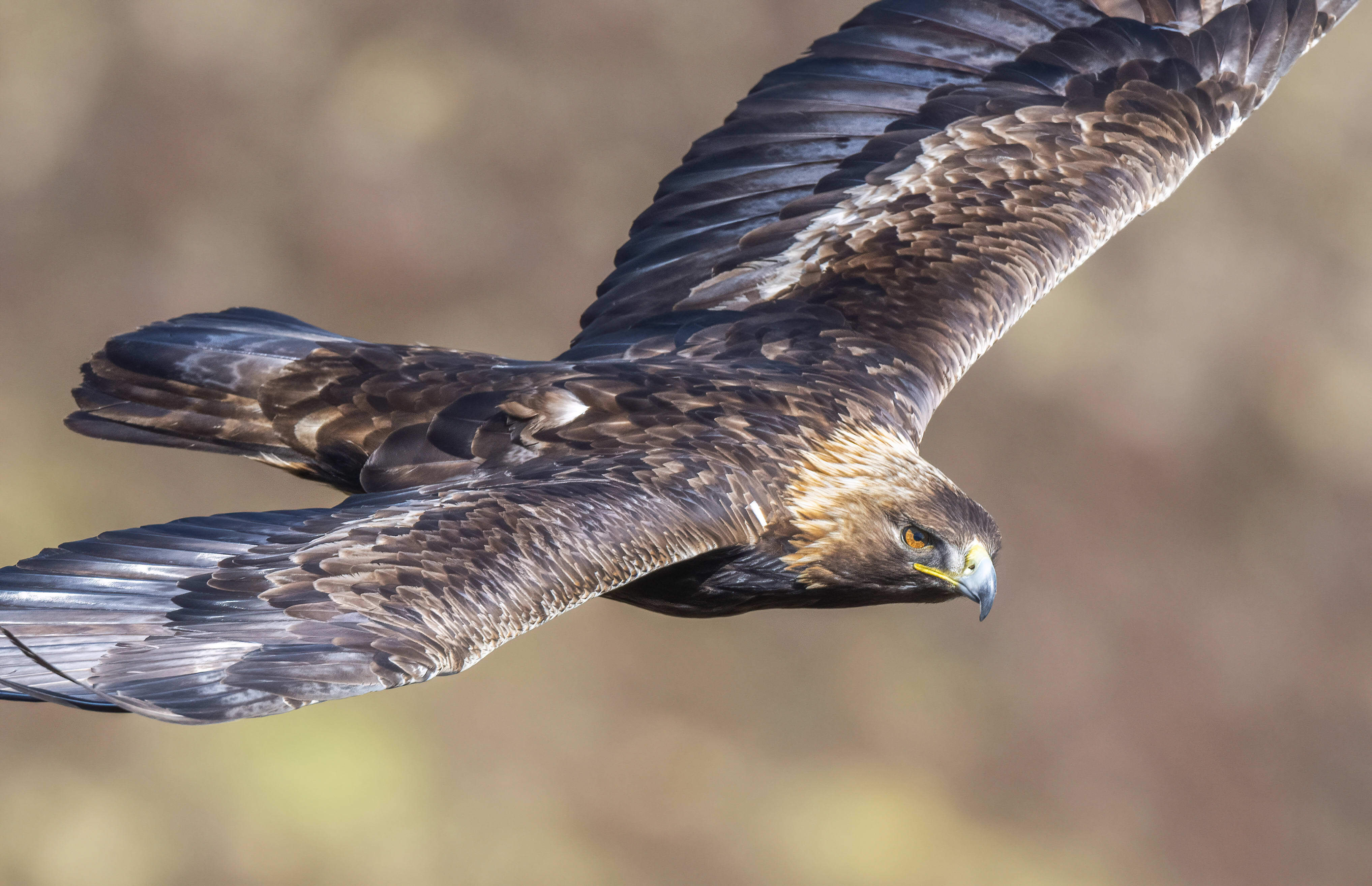 Golden eagle looking for pray