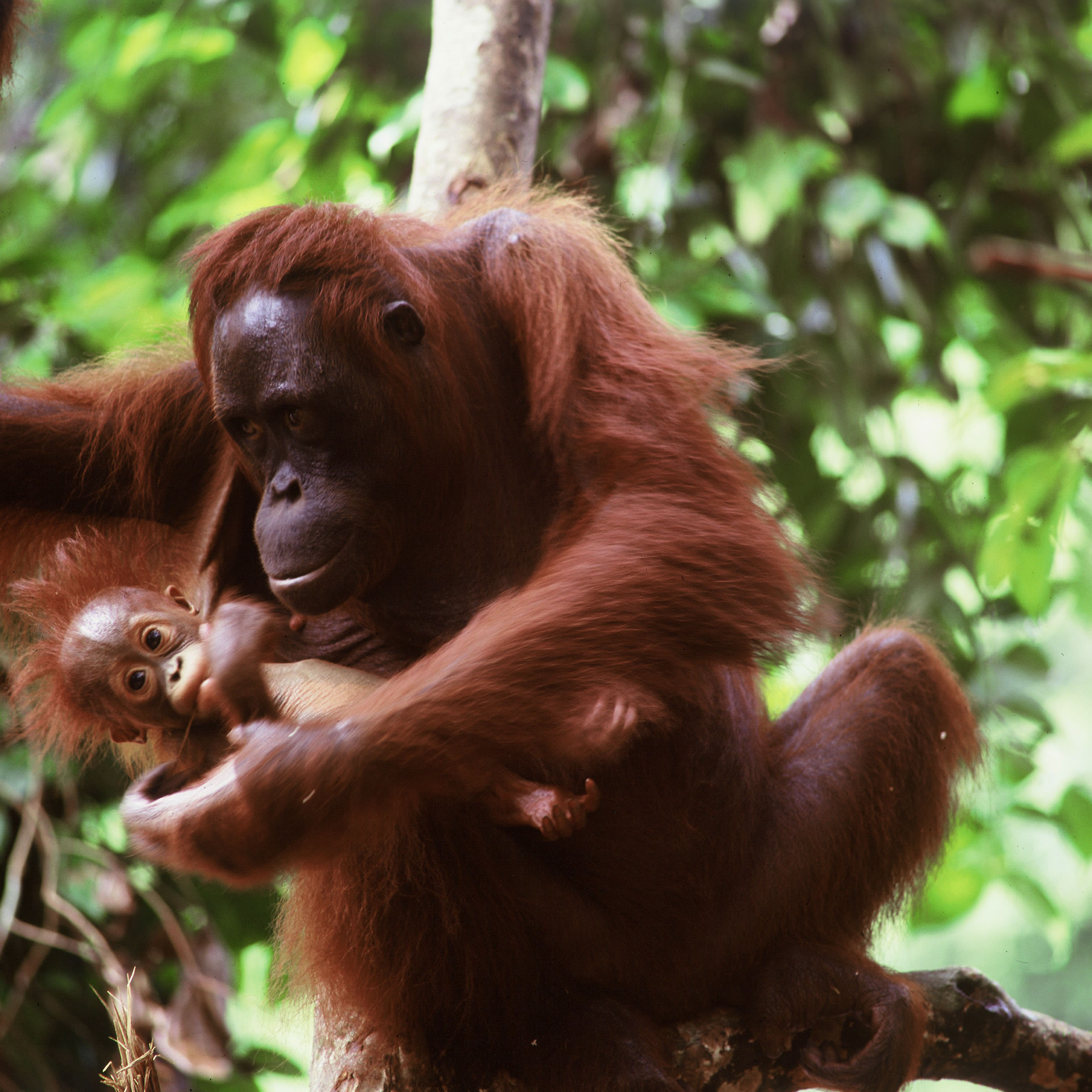 Mother and baby orangutan - Central Kalimantan, Indonesia - Borneo.
