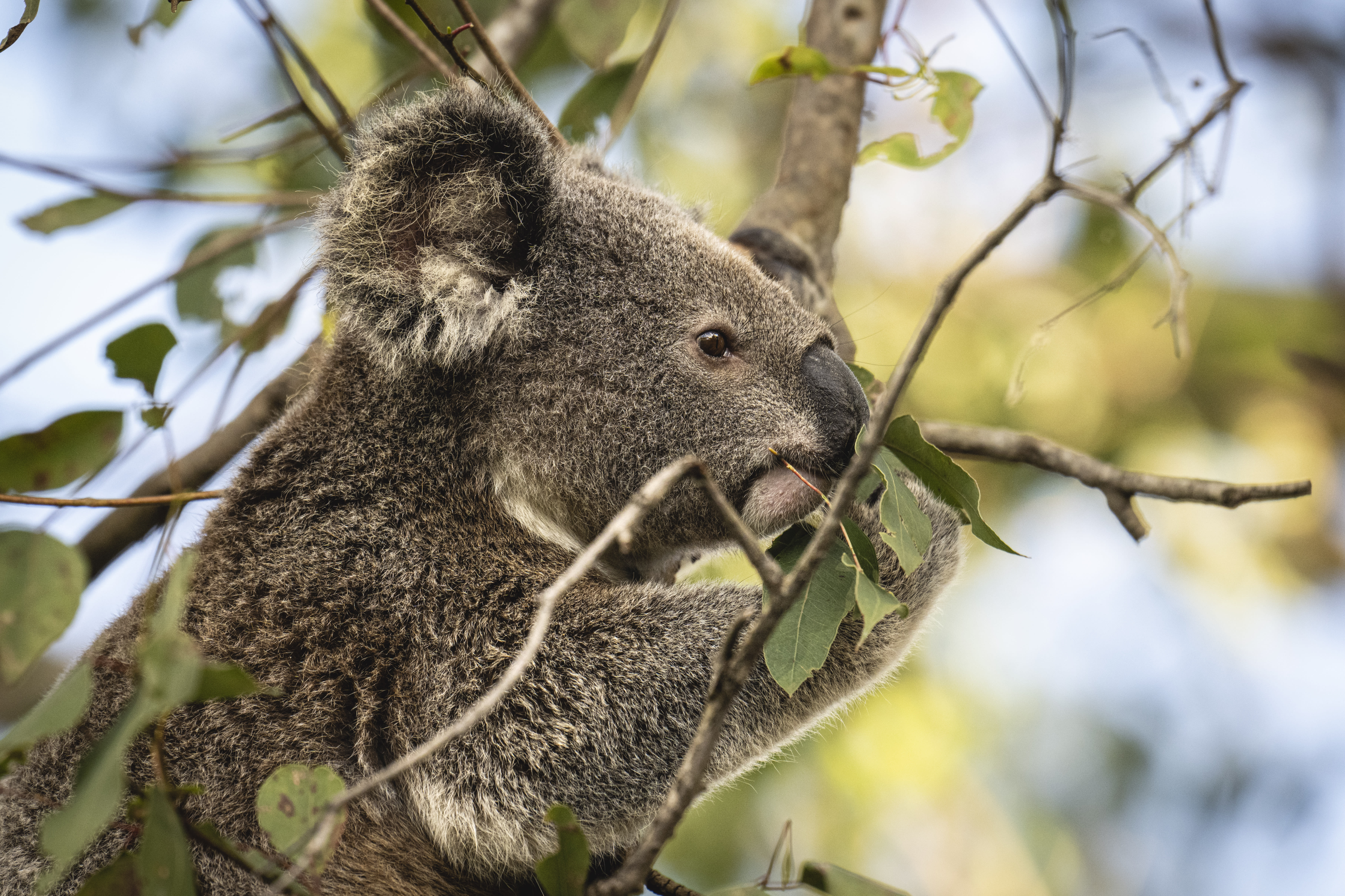 Lismore, New South Wales, Australia. In the mature Eucalypt trees near Lismore, some koalas are very active at sunset, feeding on leaves. Under threat, their main challenge is to find enough suitable habitat as deforestation has led to a shrinkage of the available territory for these animals, making WWF-Australia’s initiative of creating koala friendly forests with landowners more relevant than ever.