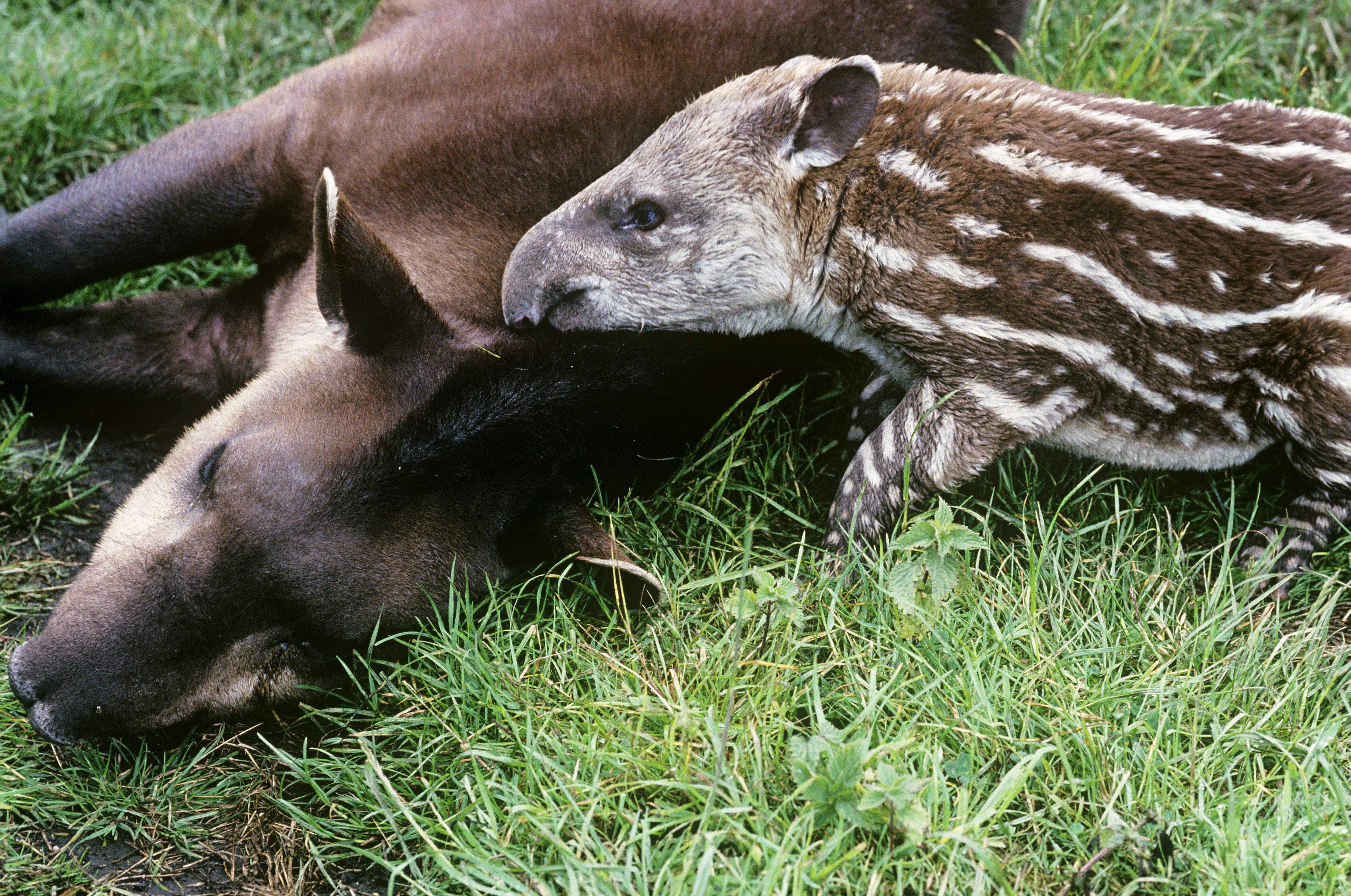 Brazilian tapir and young (Tapirus terrestris)