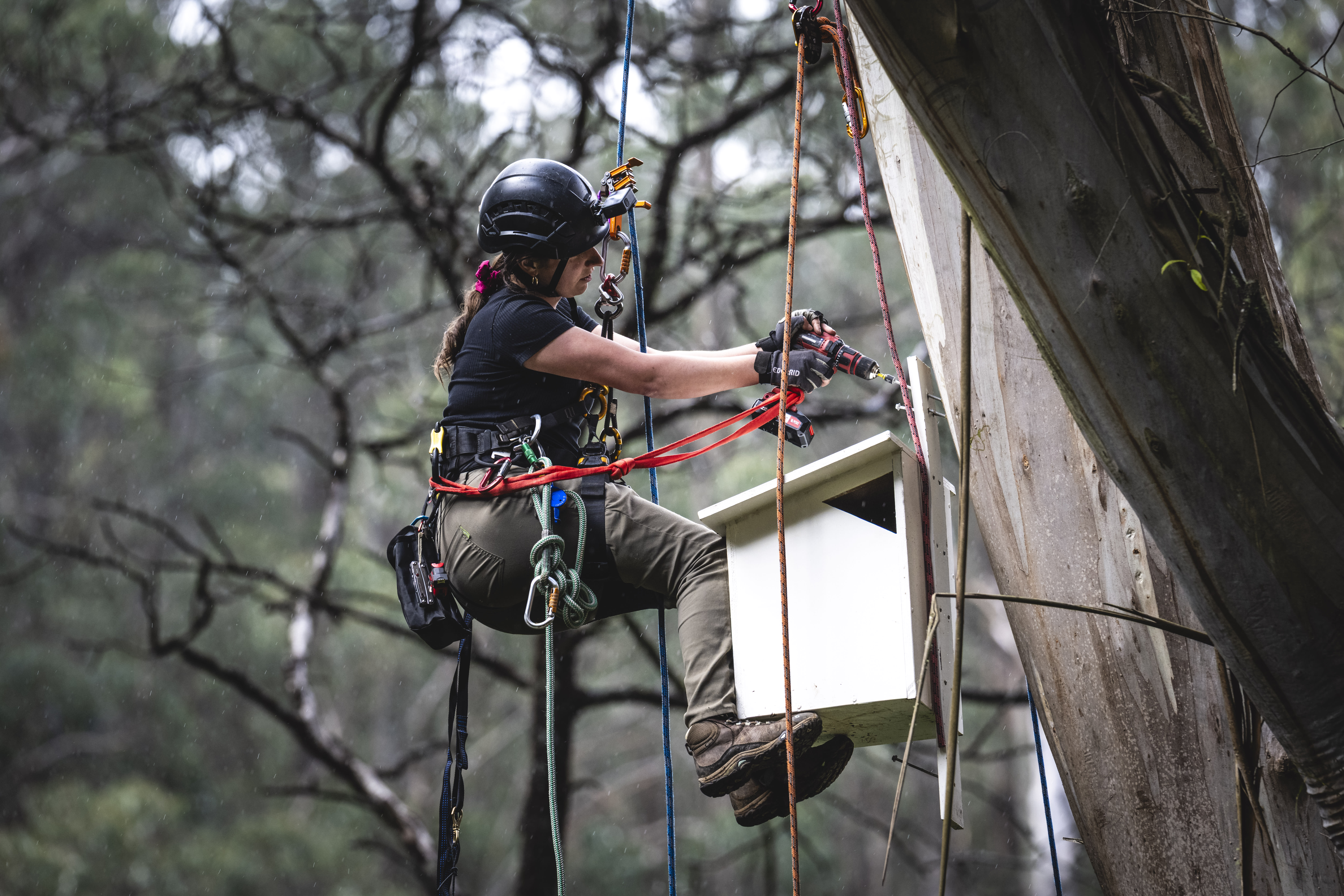 A person (Dr Ana Gracanin) installing a greater glider nest box in a tree. the person is attached with safety ropes to a tree, hodling a drill to install the greater glider box, with forest in the background.