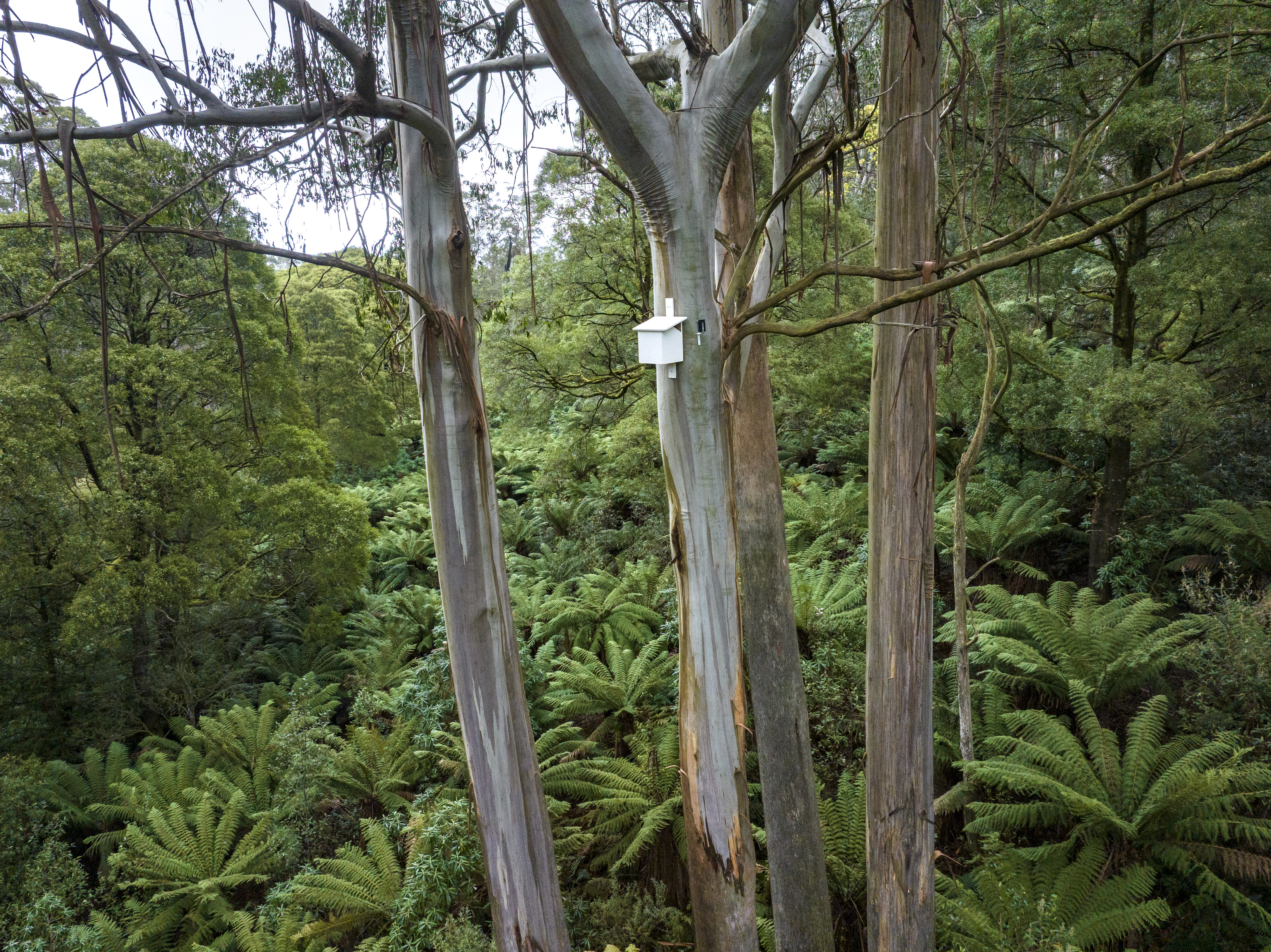 A nest box is set up on a tree in the Toolangi State Forest (Victoria, Australia).
Supported by visionary partner HP Inc., WWF-Australia is working with the Australian National
University (ANU) to construct and install nest boxes for greater gliders. These nest boxes provide
climate-resilient shelter to supplement the decline in available tree hollows, which can take over a
century to naturally form.