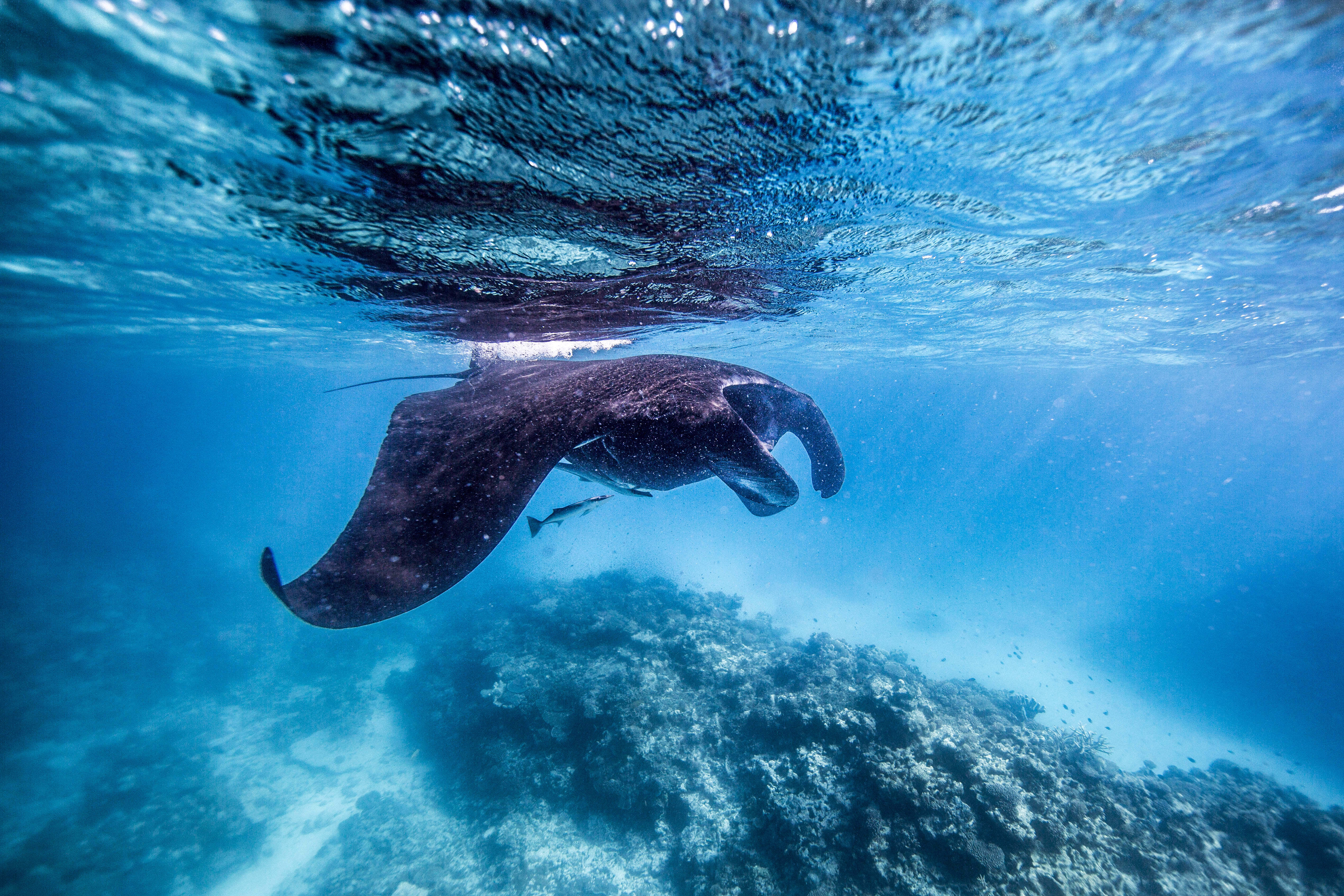 A manta ray_banner