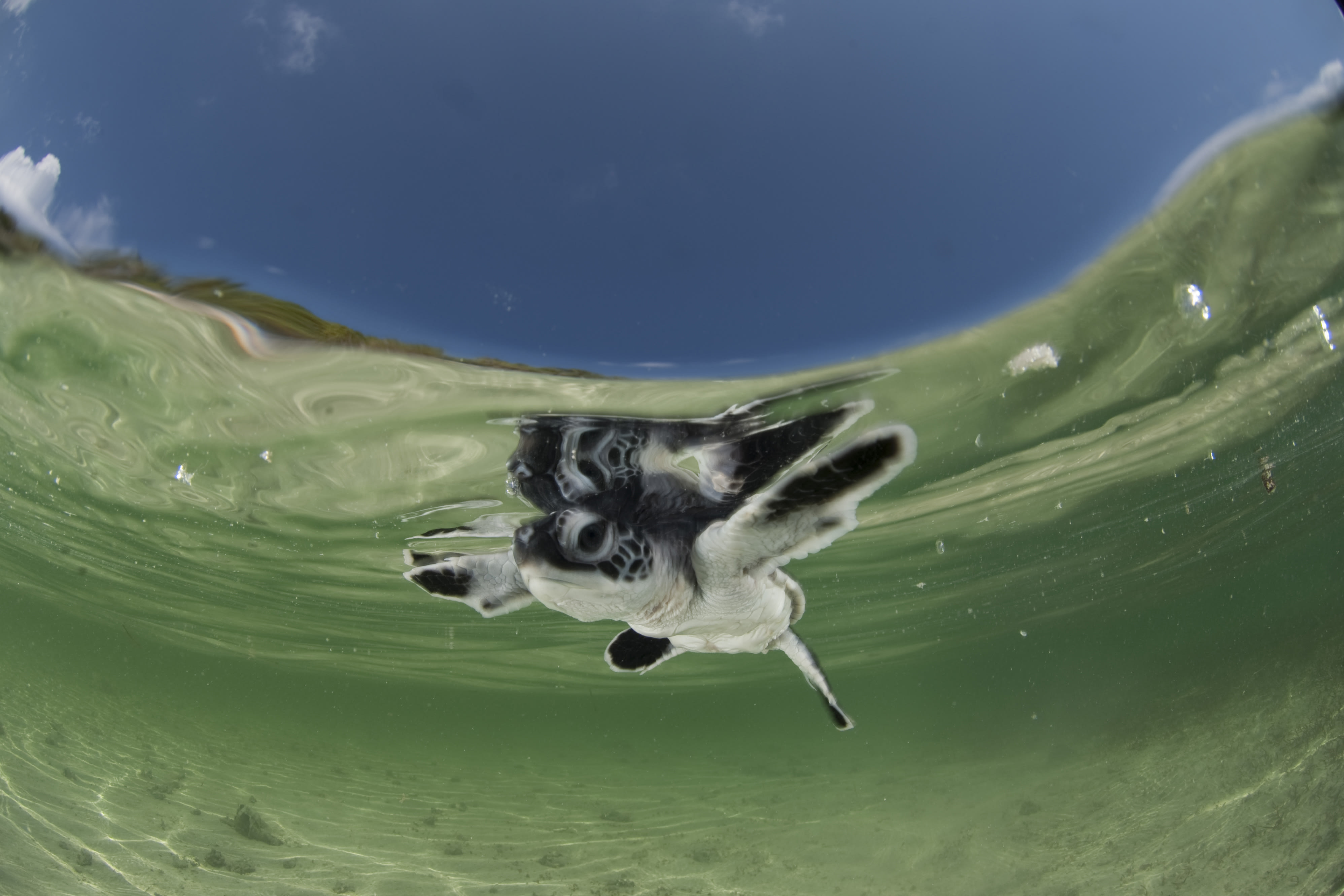 A baby green sea turtle swims on the water surface
