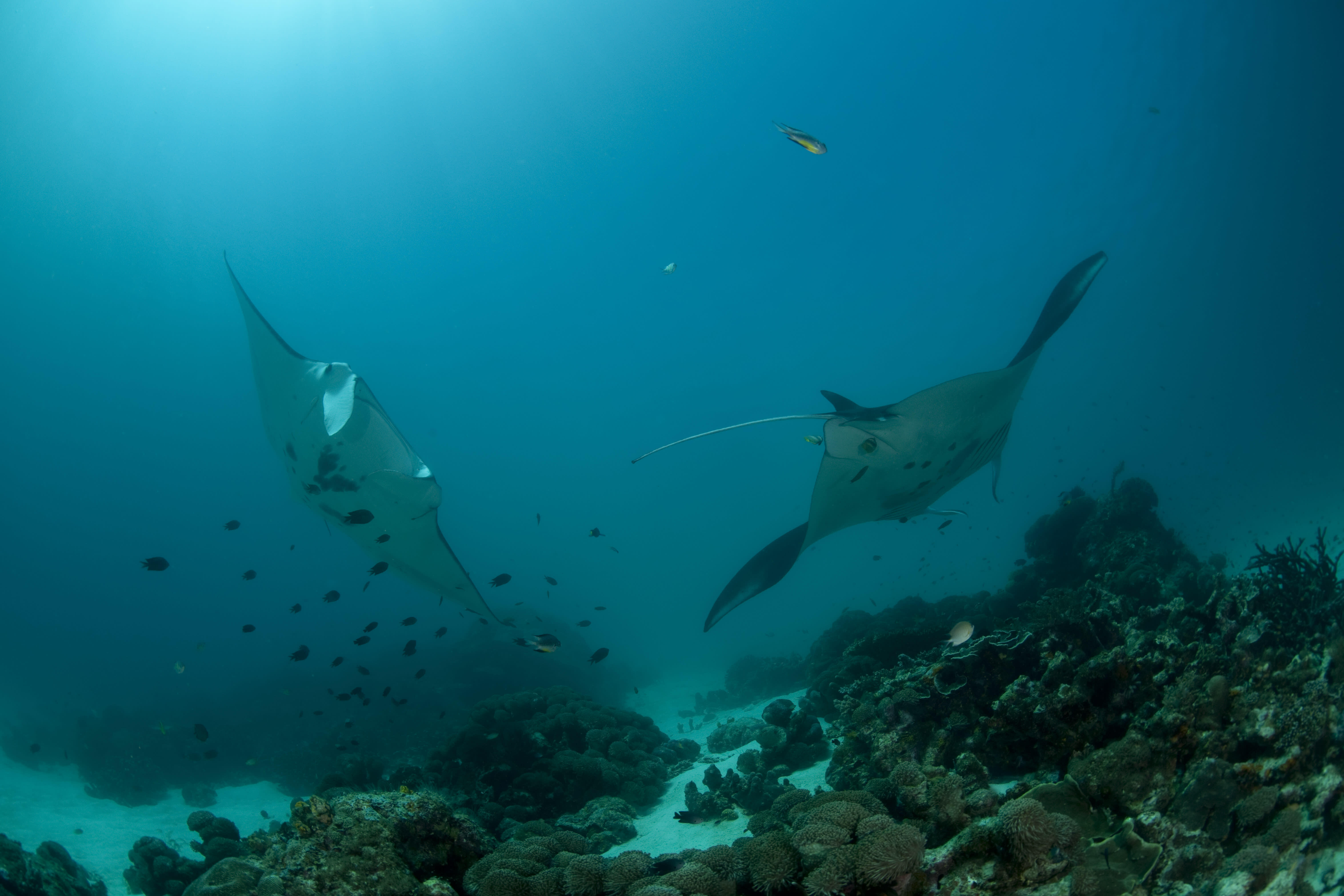david_blog_manta_ray