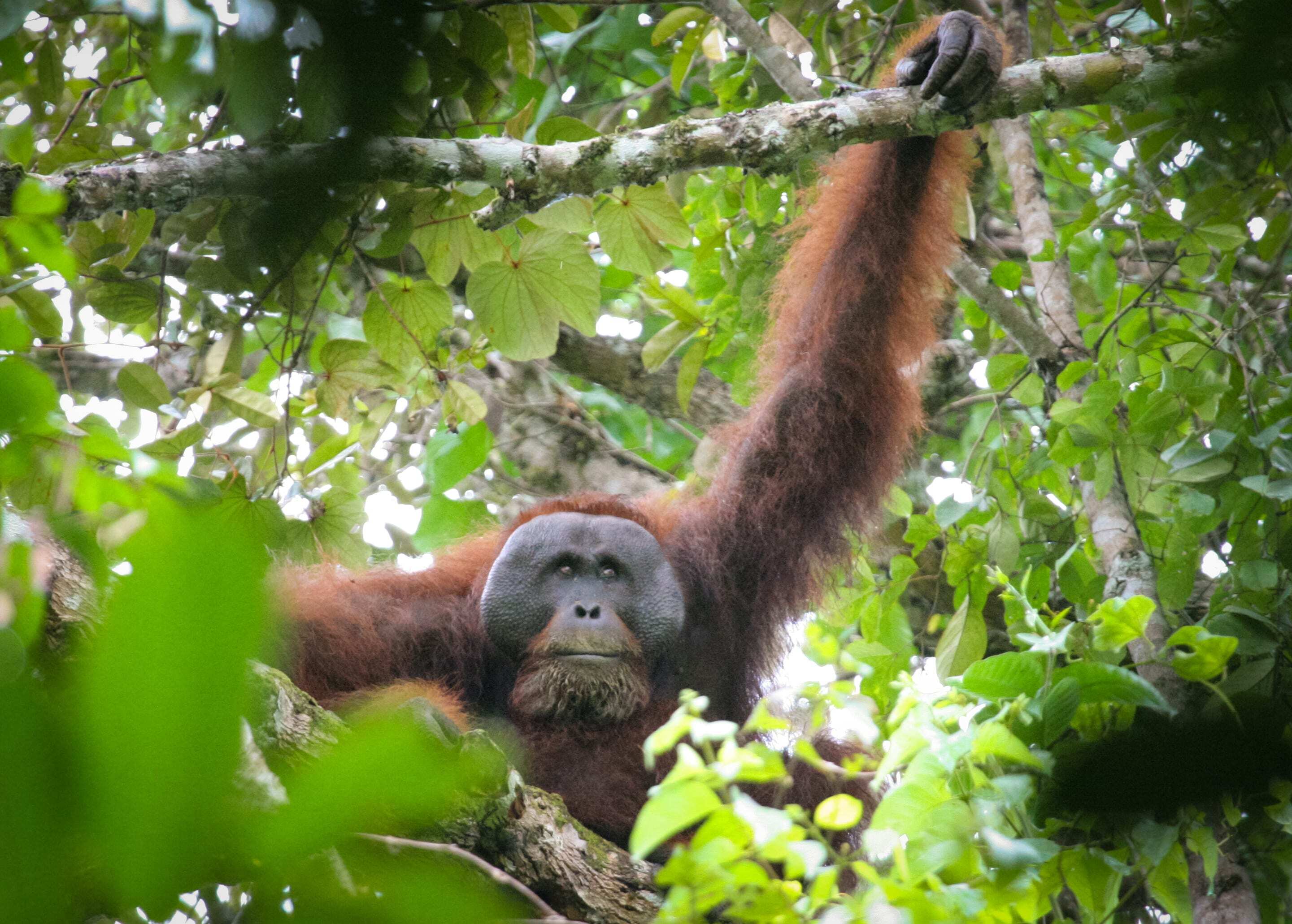 Flanged male orangutans recorded in the Bukit Piton Class 1 Forest Reserved.