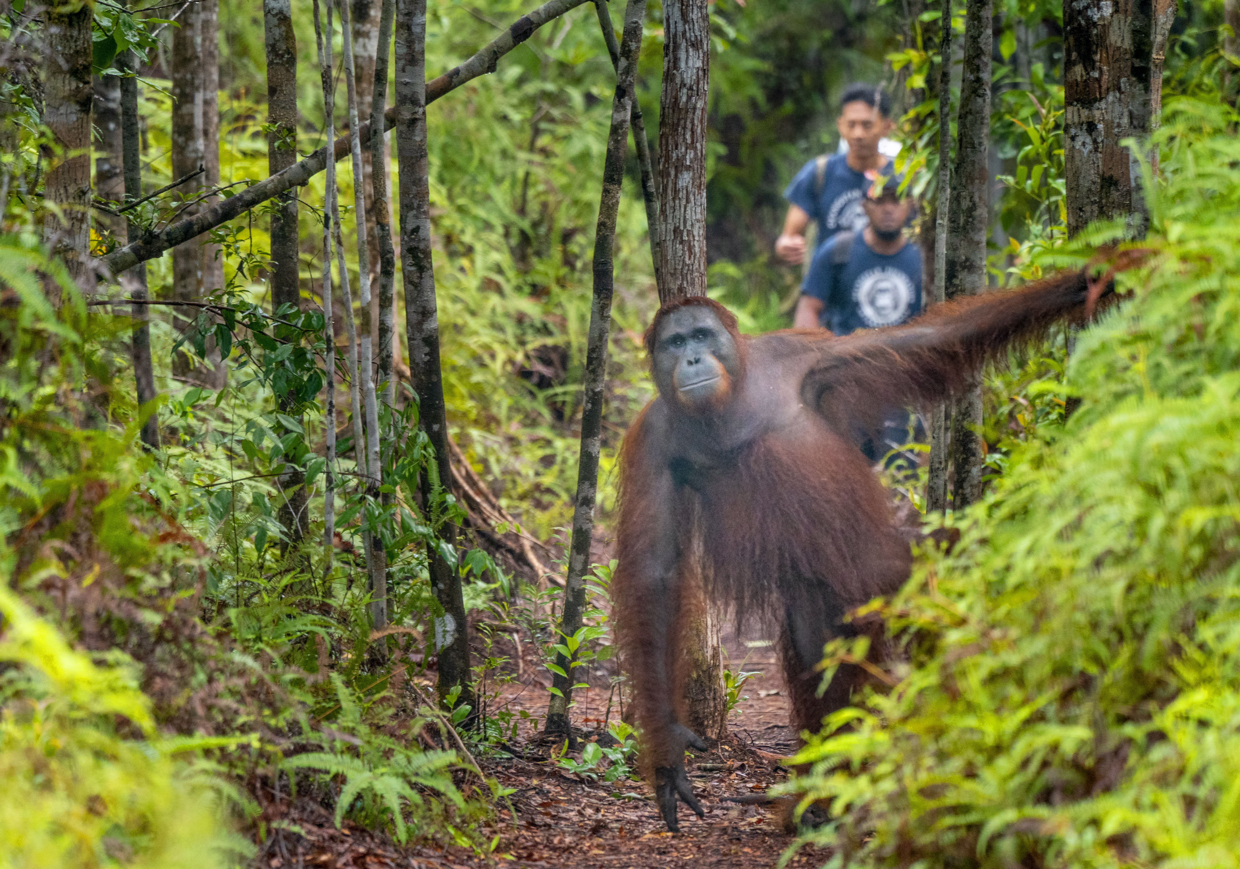 An orangutan walks on 2 legs through a forest with several people walking in the background.
