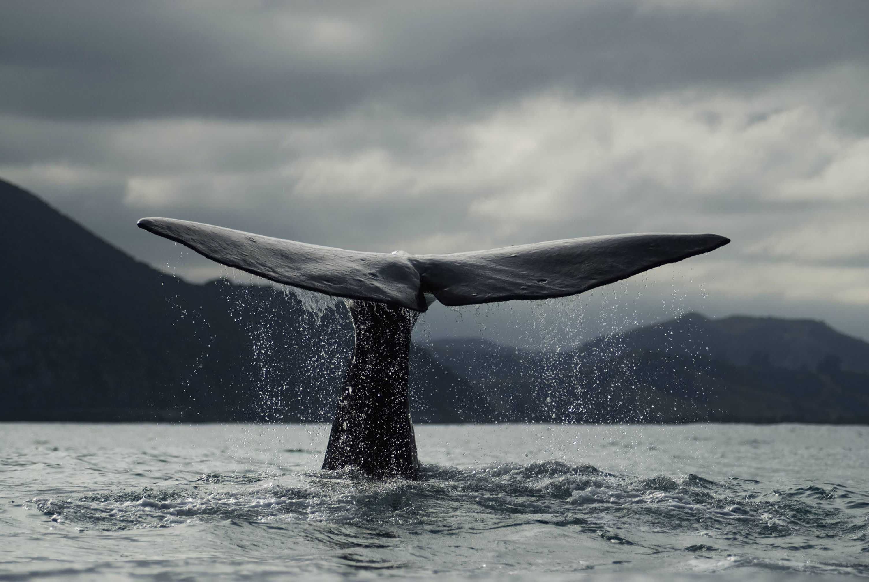 sperm_whale_david_blog