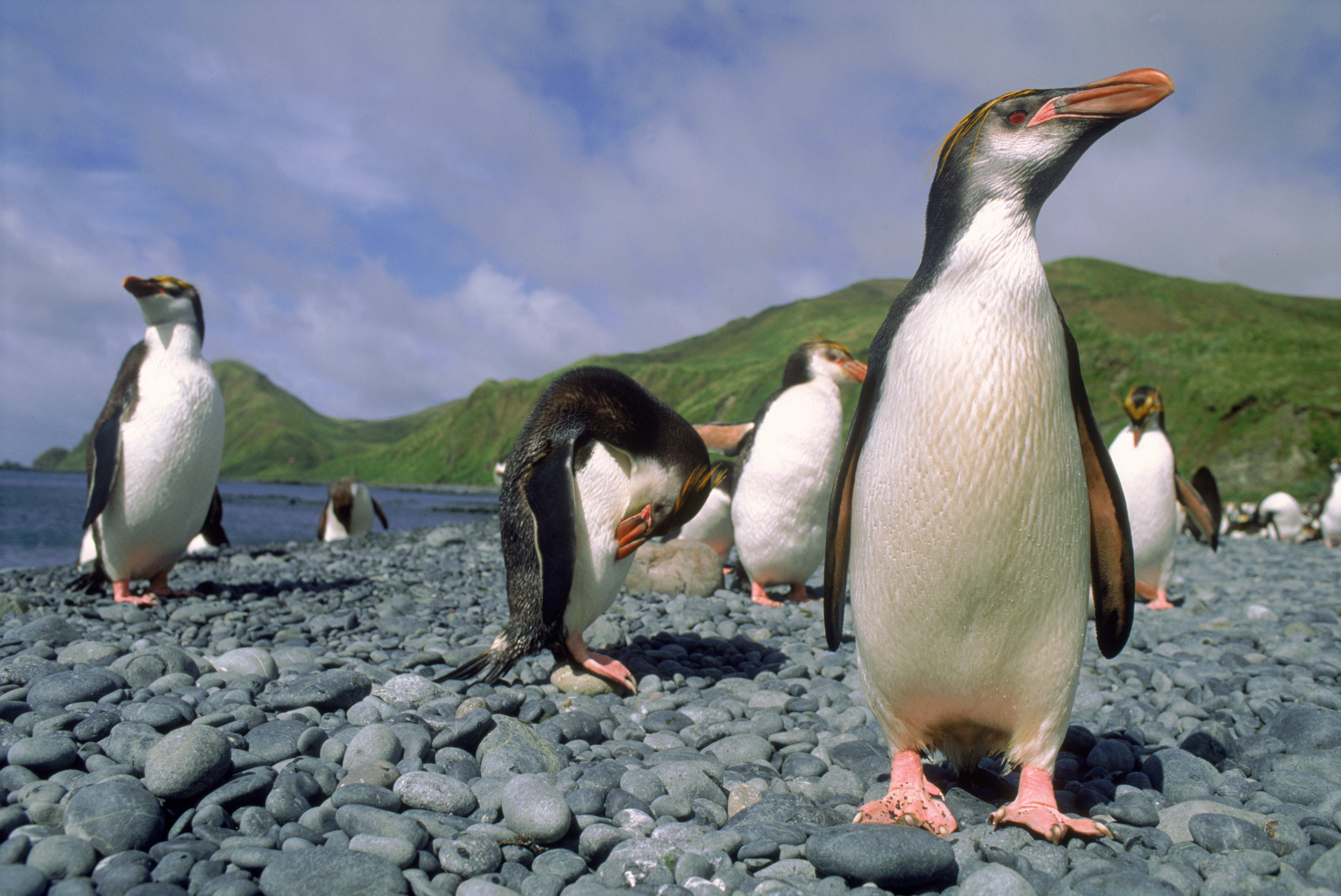 Penguins on rocky beach