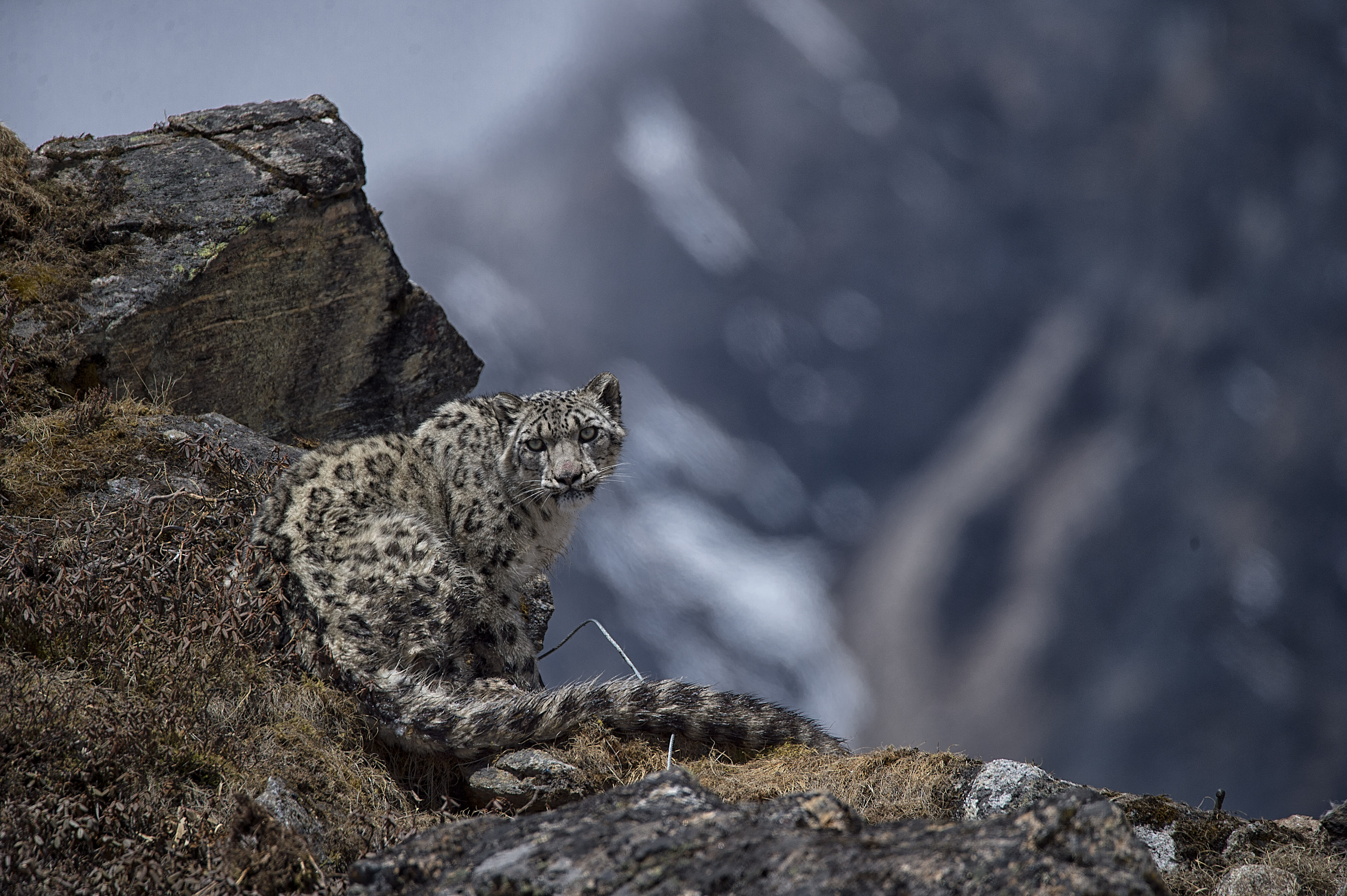 Yalung, the fourth snow leopard collared in Kangchenjunga Conservation Area (banner 1400x600)