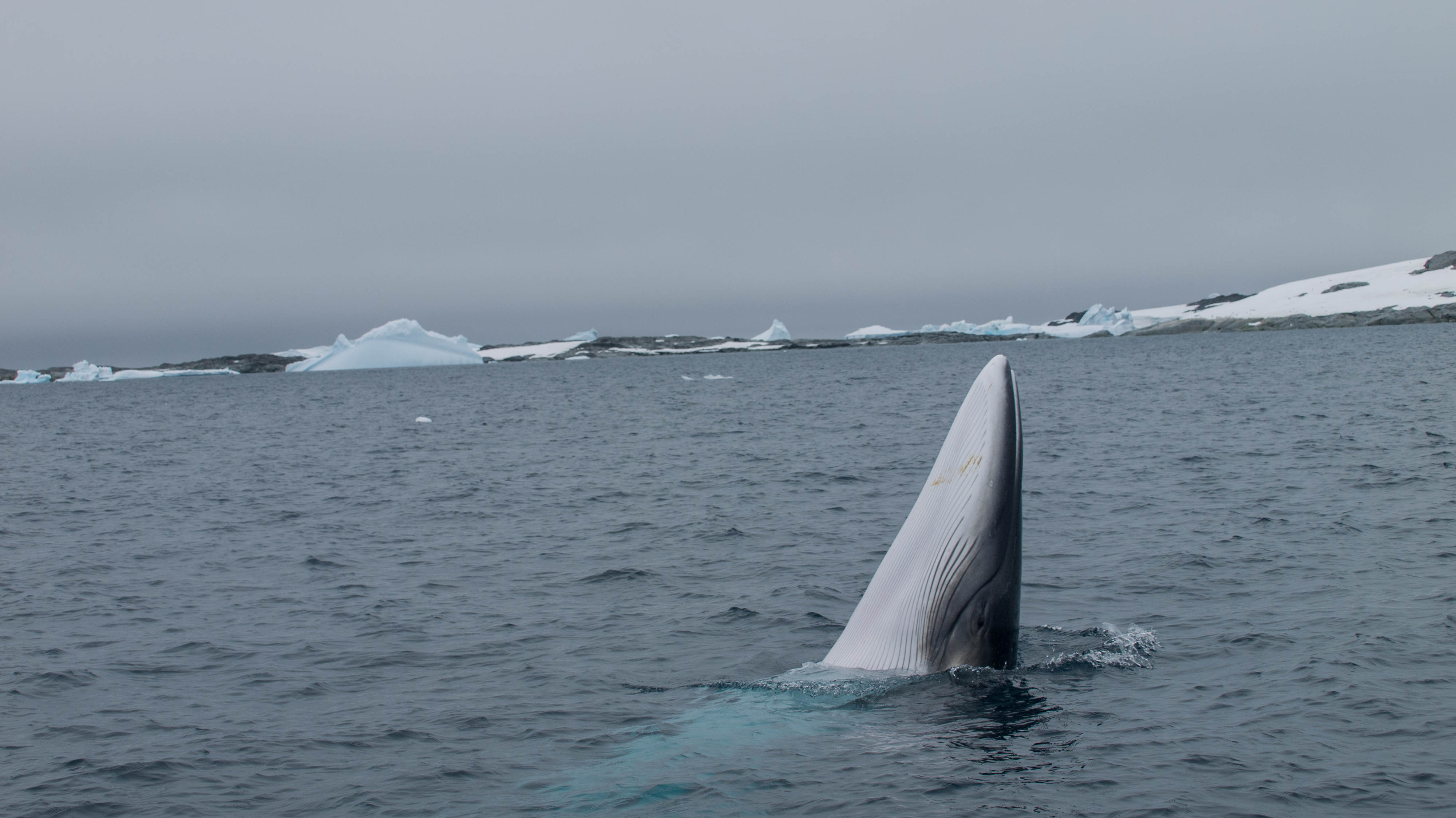 Antarctic minke whale (Balaenoptera bonaerensis) breaching, Antarctic Peninsula. Supplied by OneOcean Expeditions