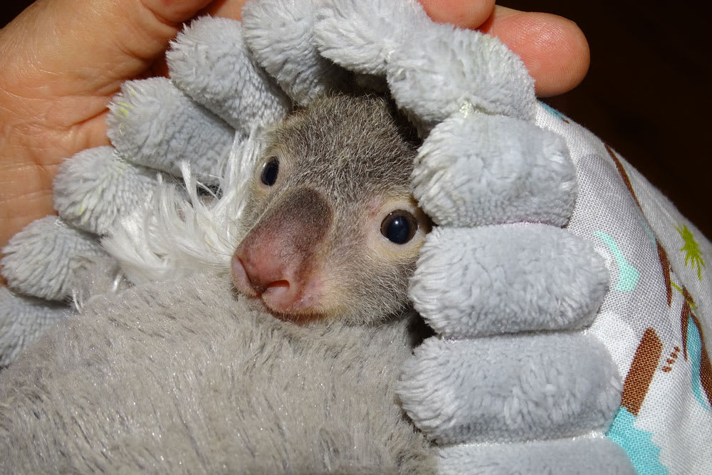 Orphaned koala joey