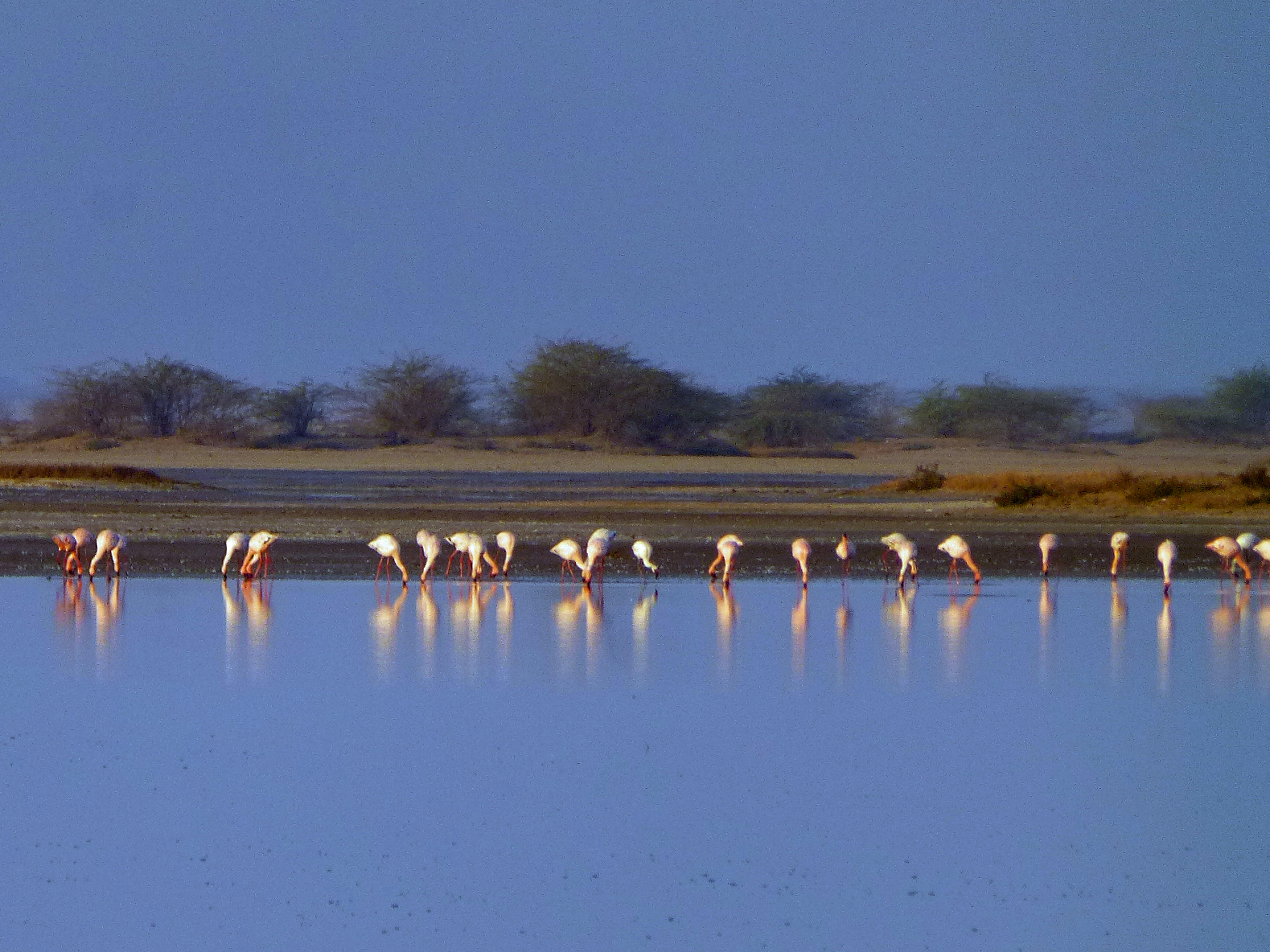 Flamingo flock in Little Rann of Kutch, India