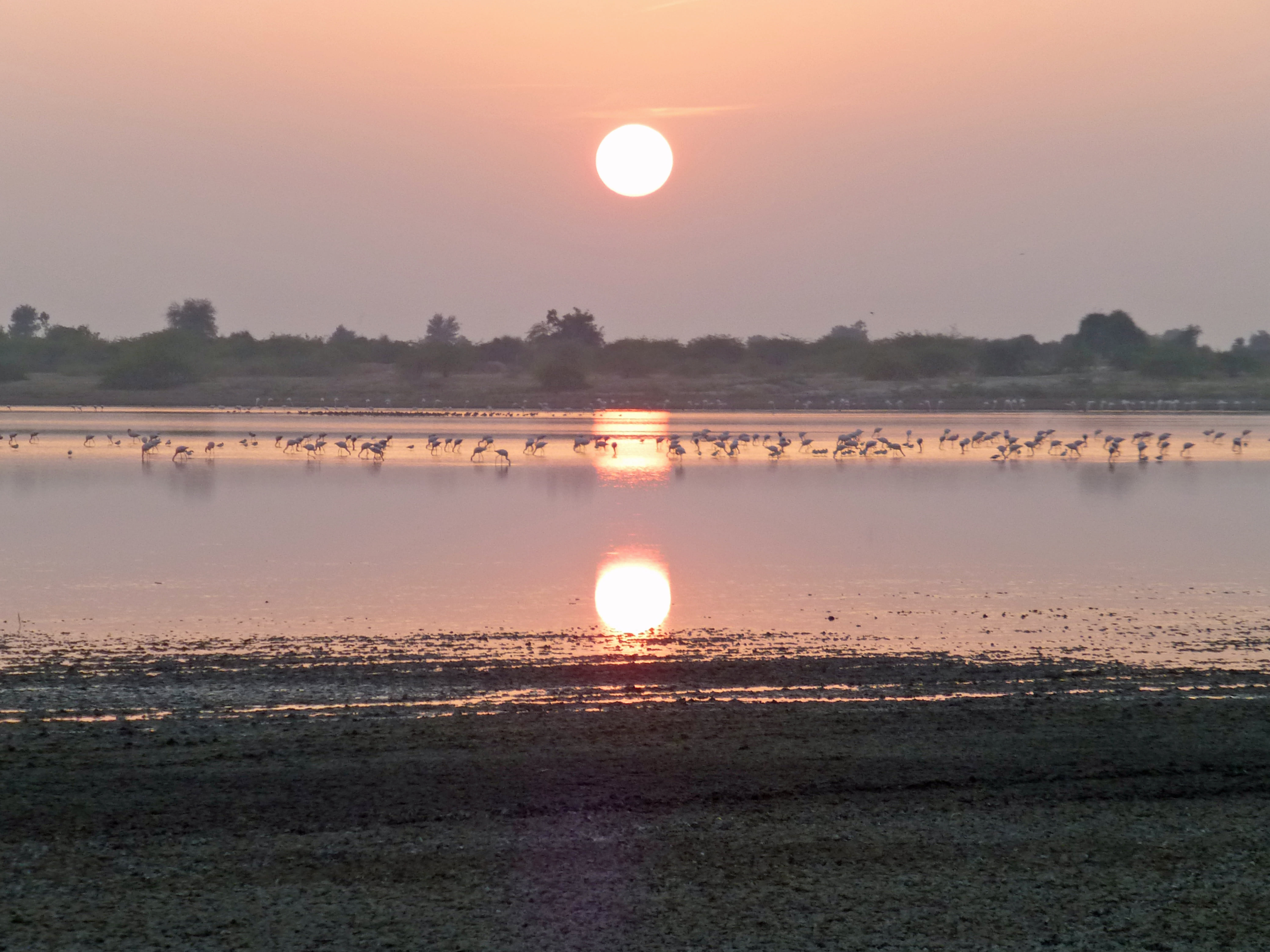 Flamingo flock in the Little Rann of Kutch, India