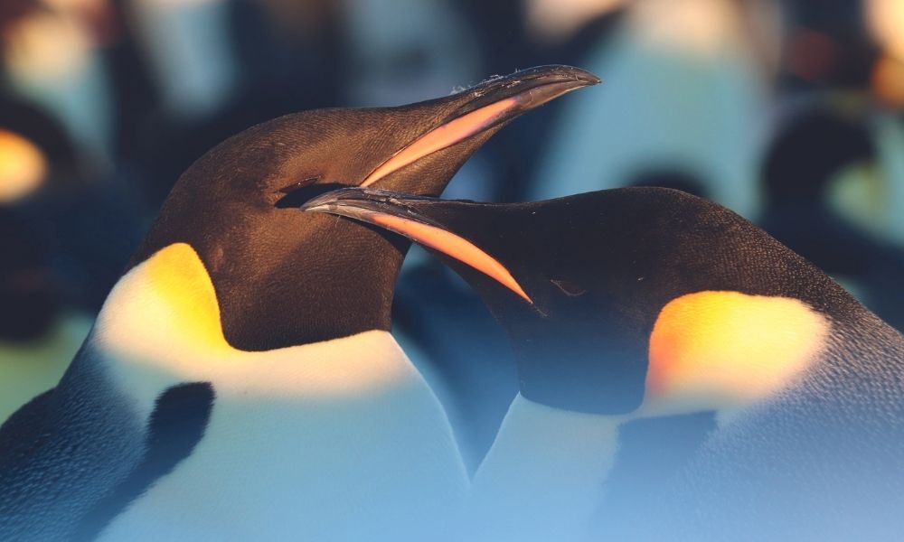 Two emperor penguins relax in sunshine